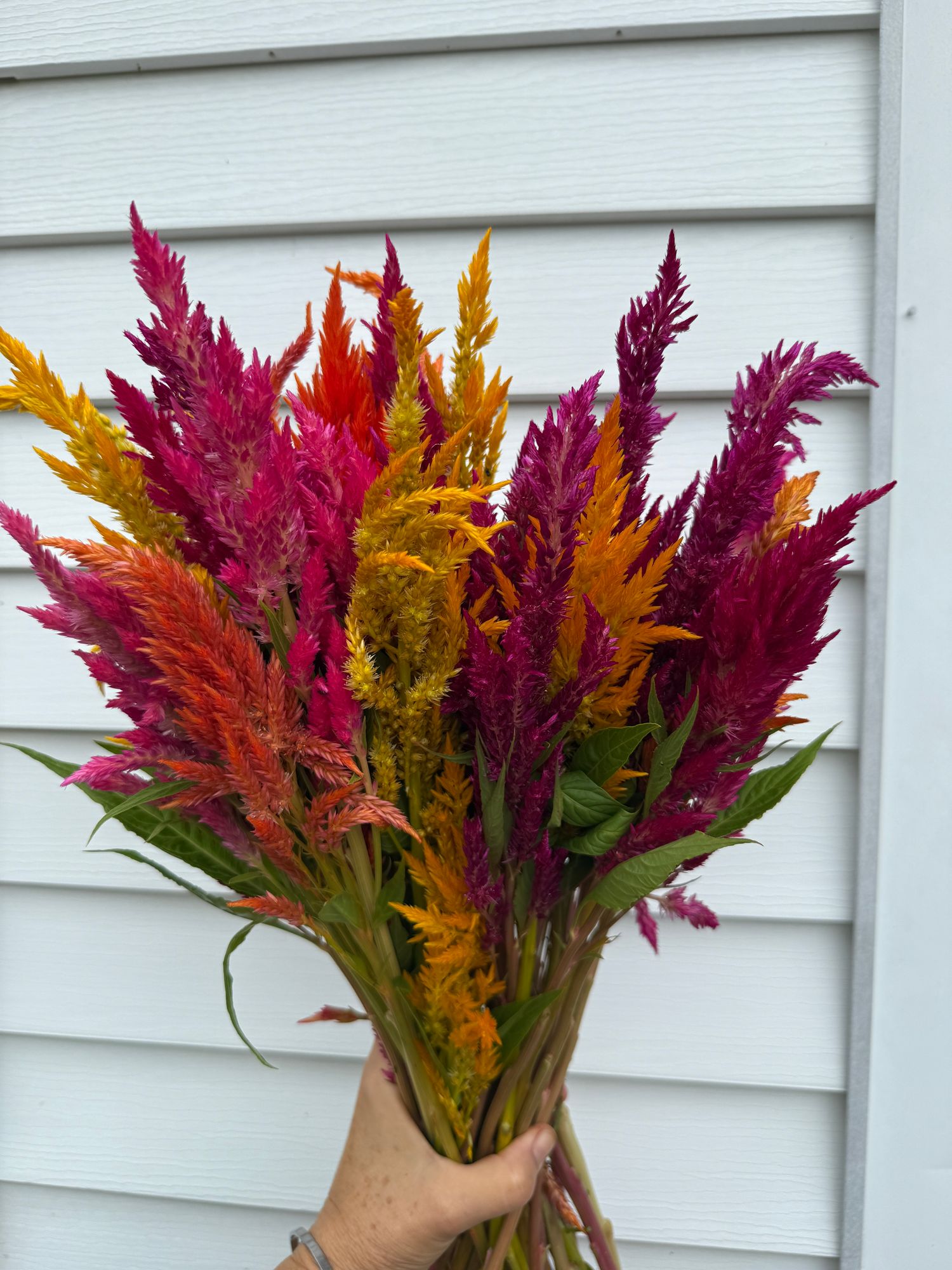 CELOSIA argentea var. plumosa Sunday Series