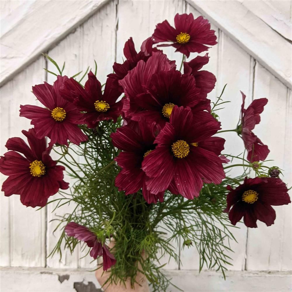 COSMOS bipinnatus Rubenza