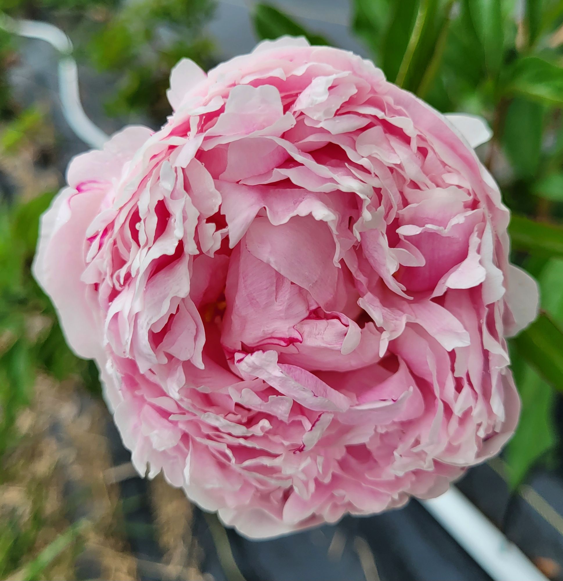 PAEONIA lactiflora Alertie
