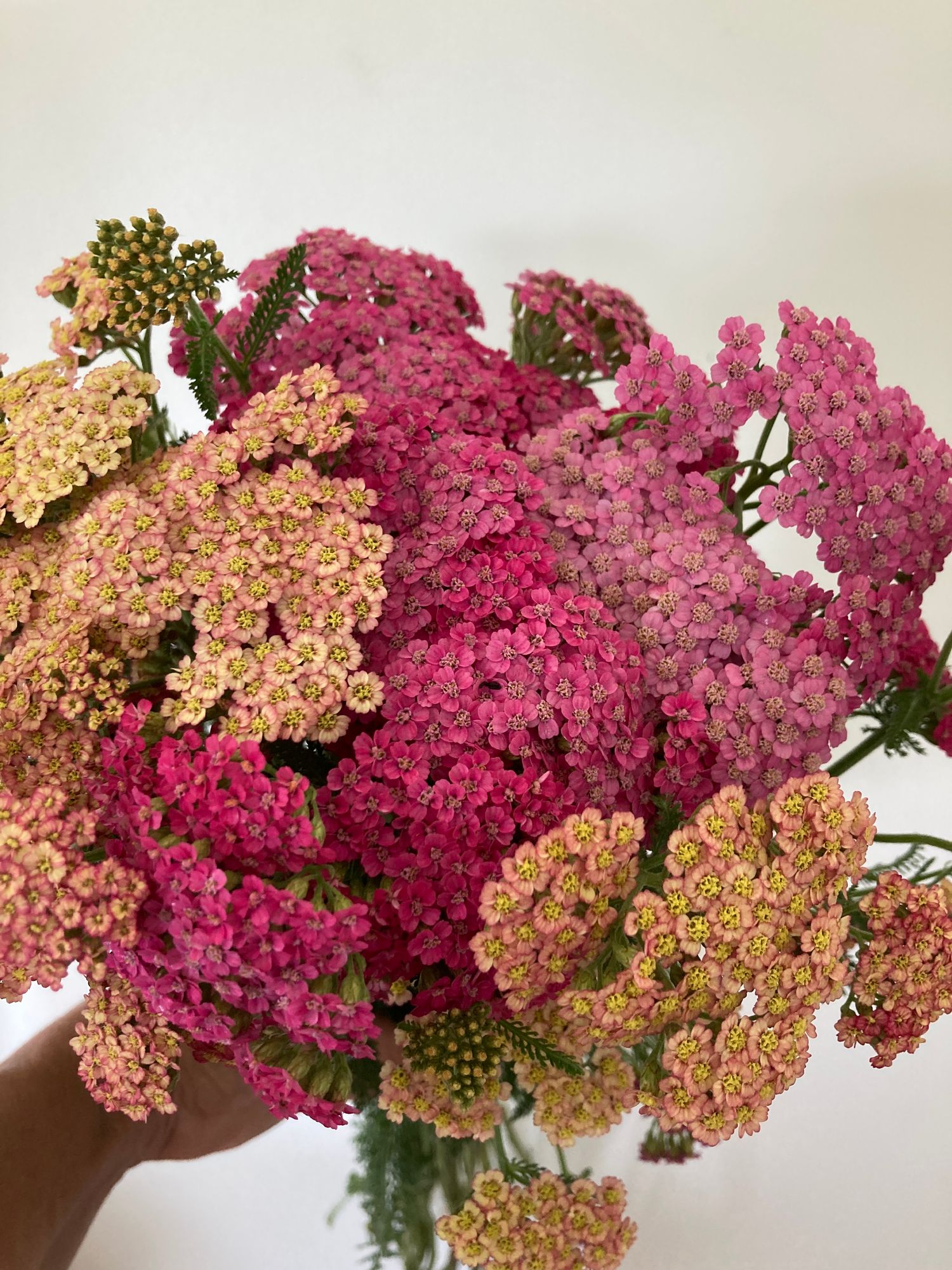 ACHILLEA millefolium Summer Pastels