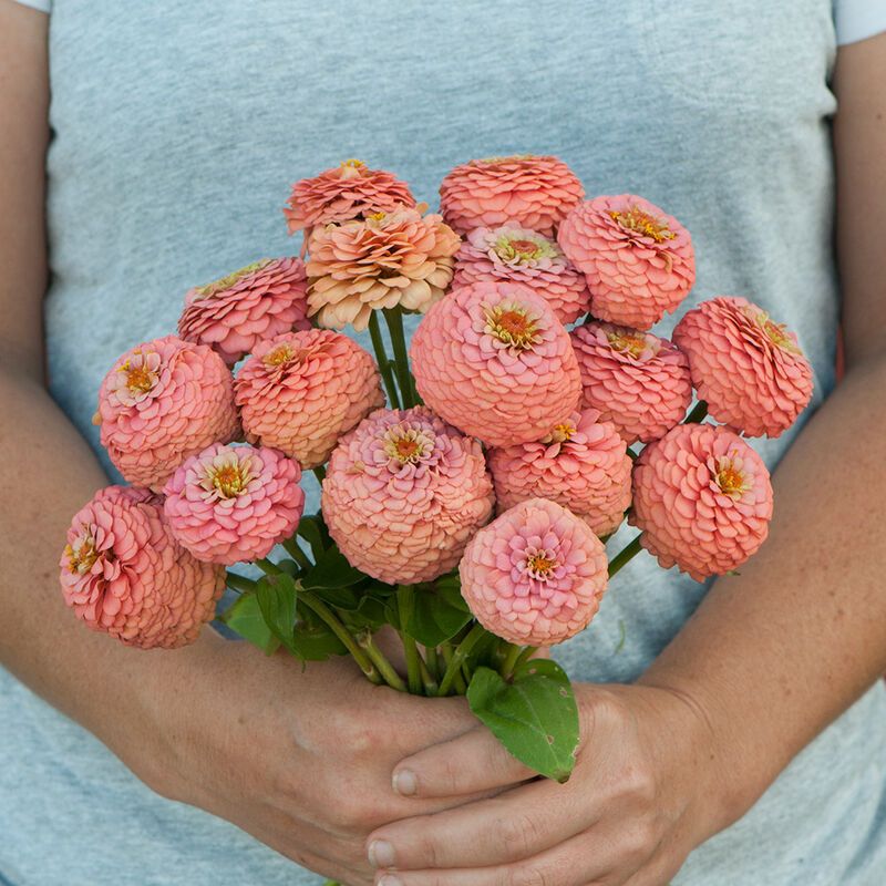 ZINNIA elegans Oklahoma Salmon