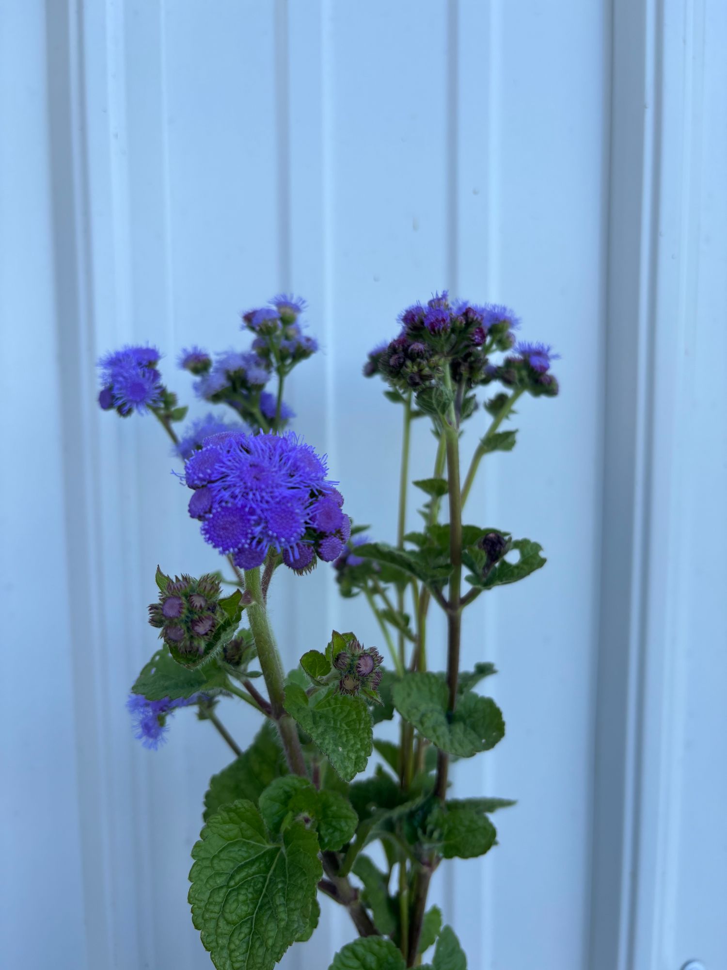 AGERATUM houstonianum Blue Horizon