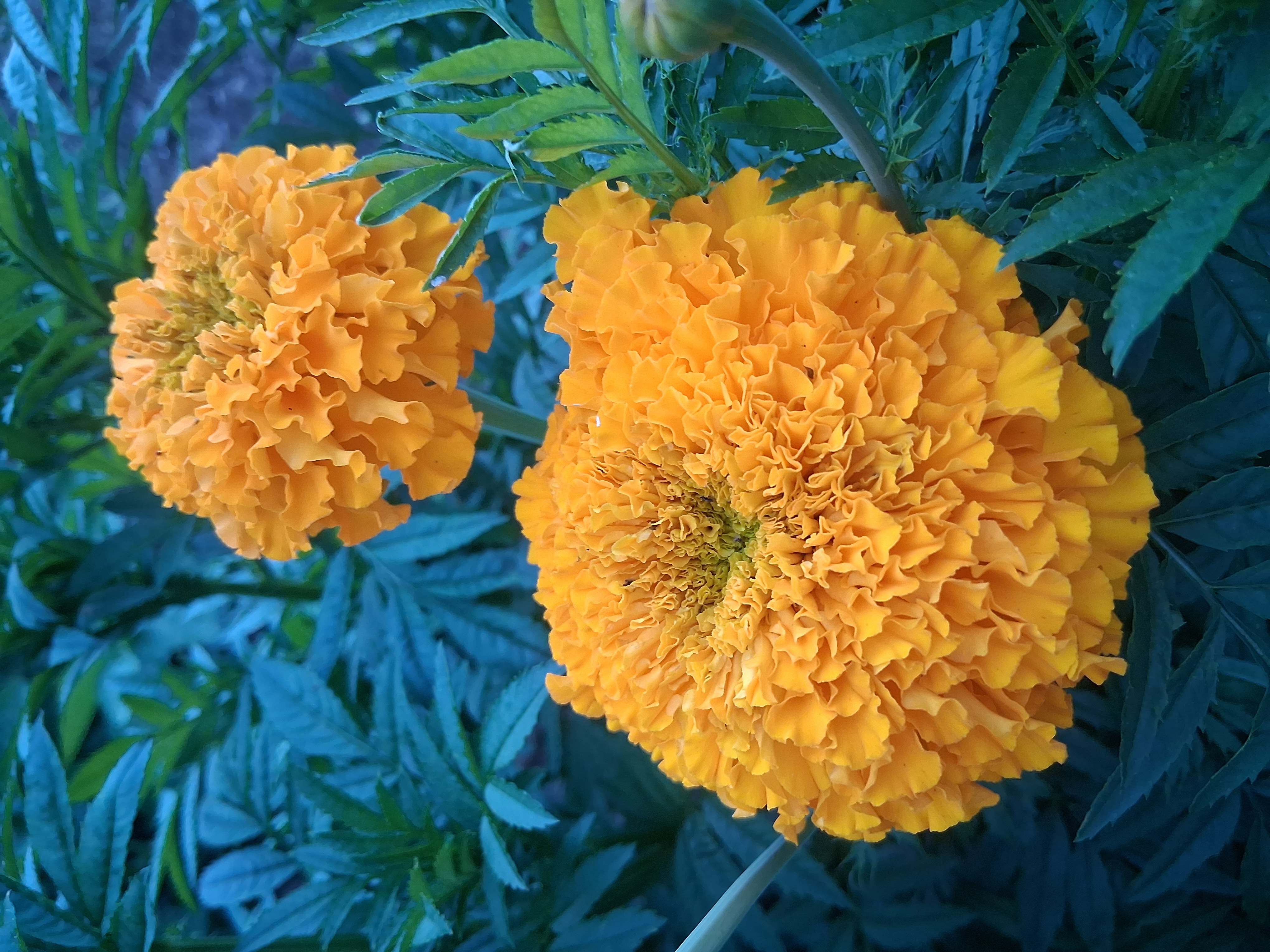 TAGETES erecta Angka Deep Gold