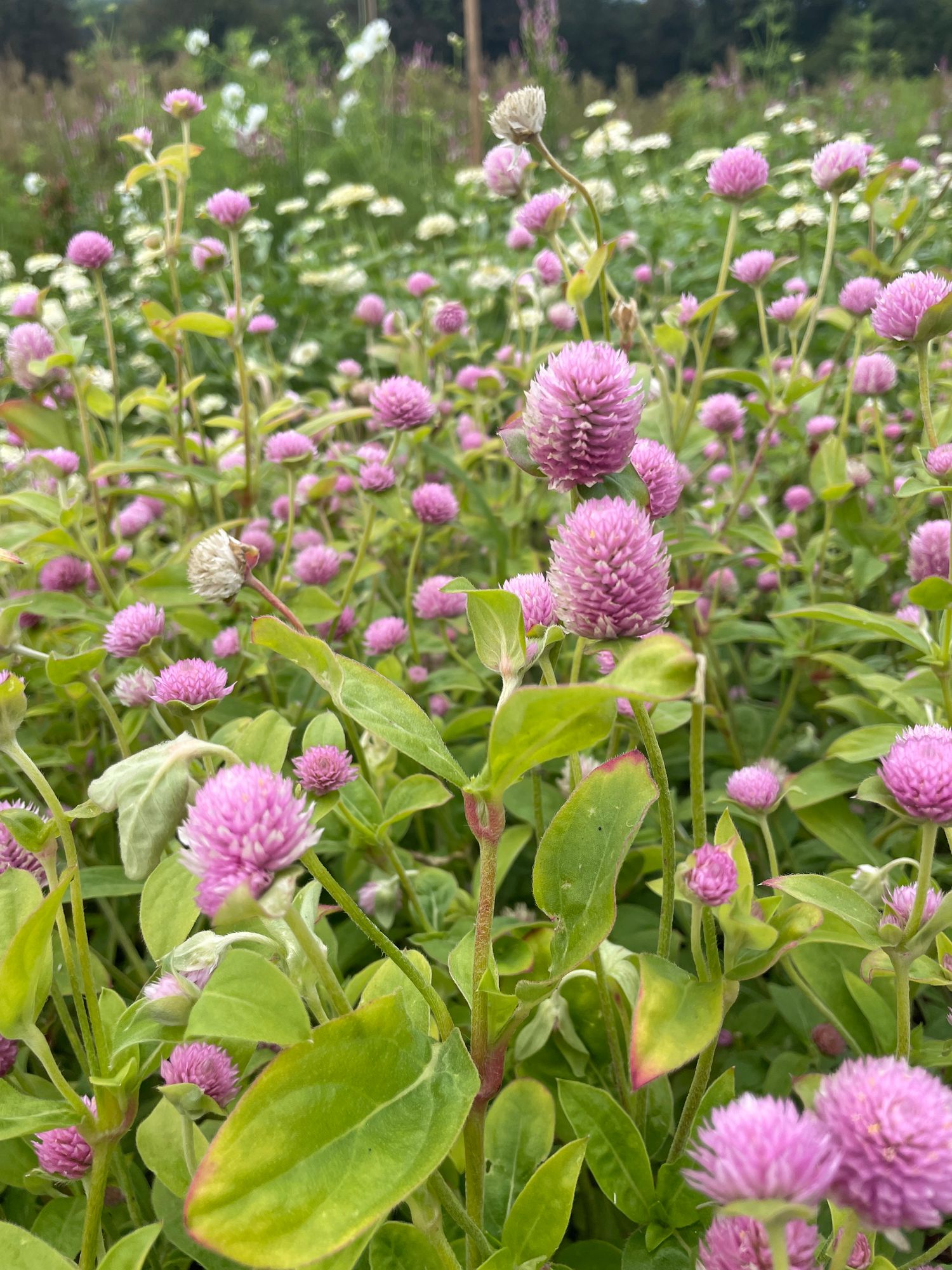 GOMPHRENA globosa Raspberry Cream