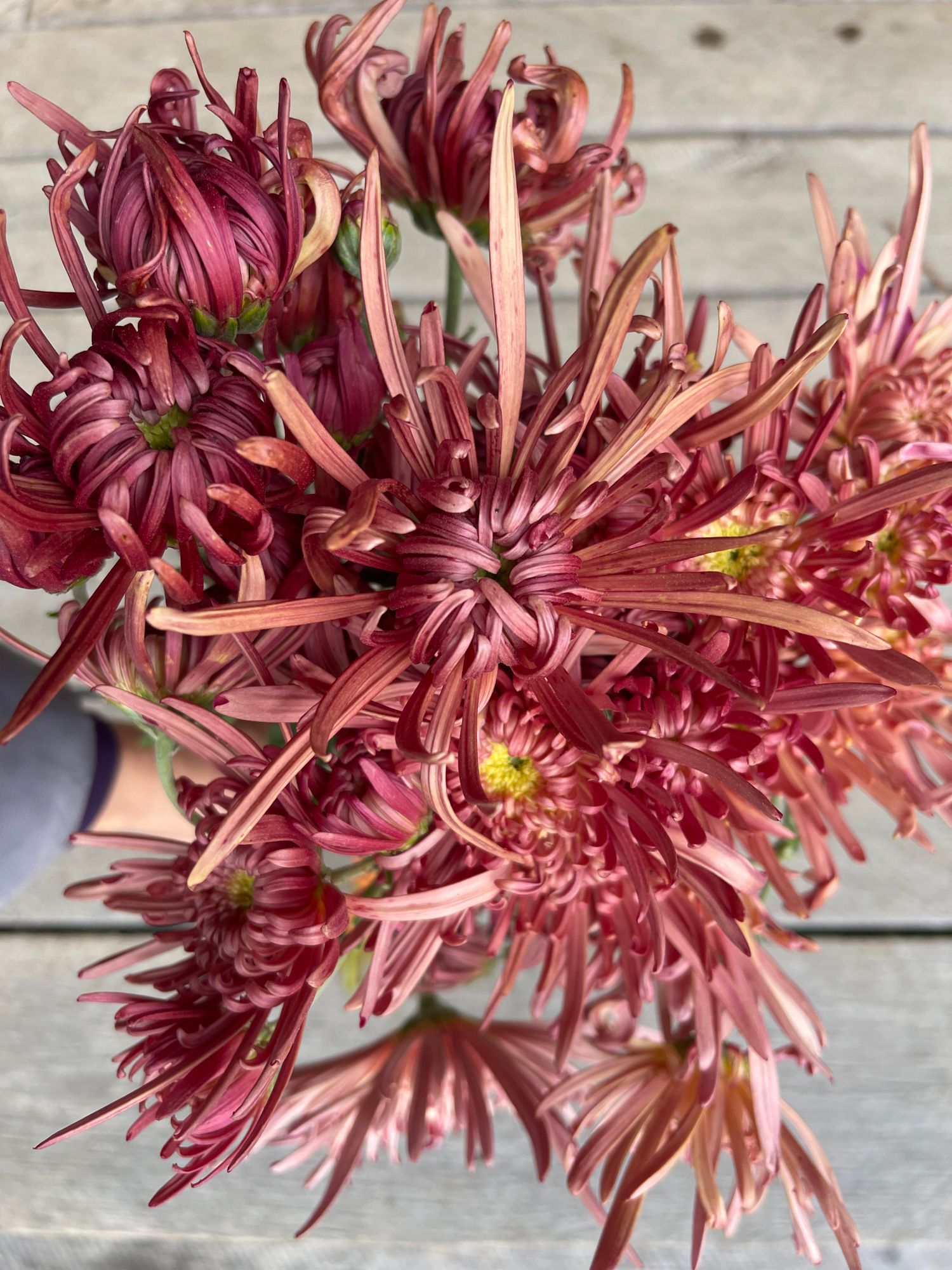 CHRYSANTHEMUM x Mocha