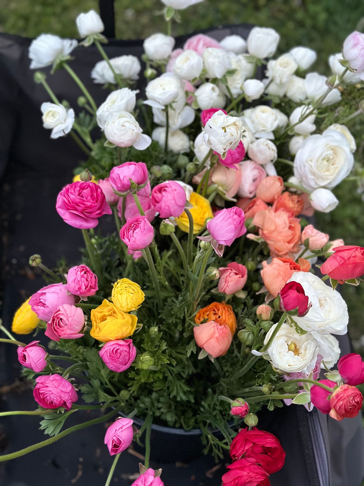 RANUNCULUS Amandine
