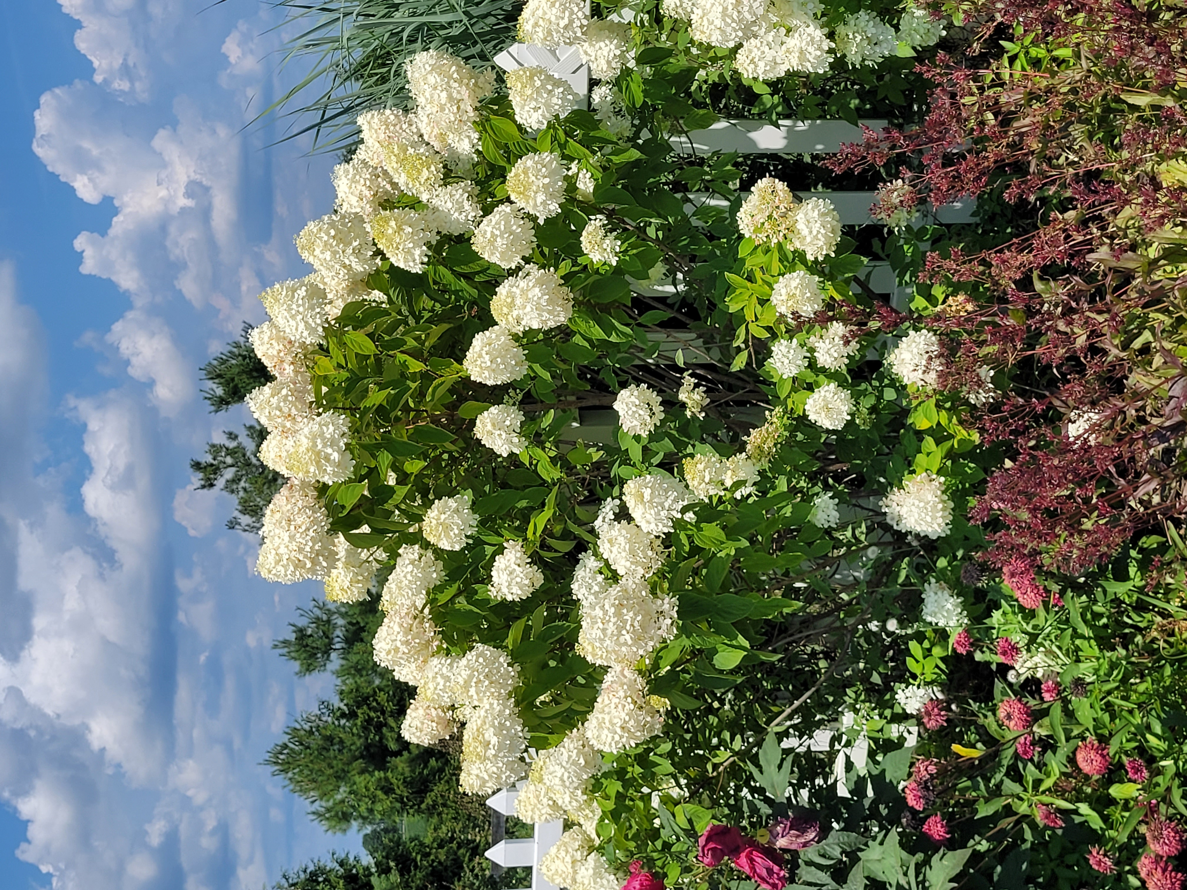 HYDRANGEA paniculata Limelight