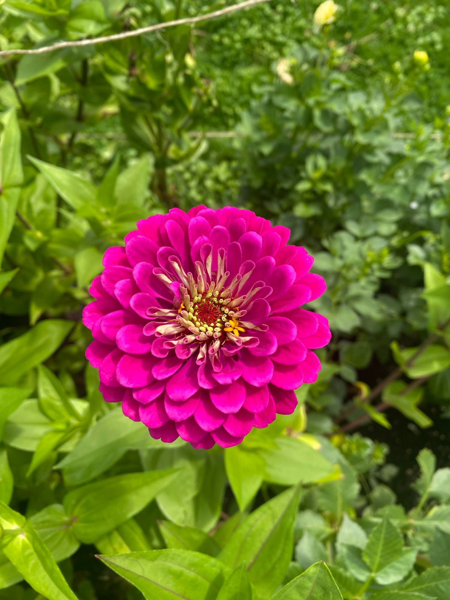 ZINNIA elegans Benarys Giant Wine