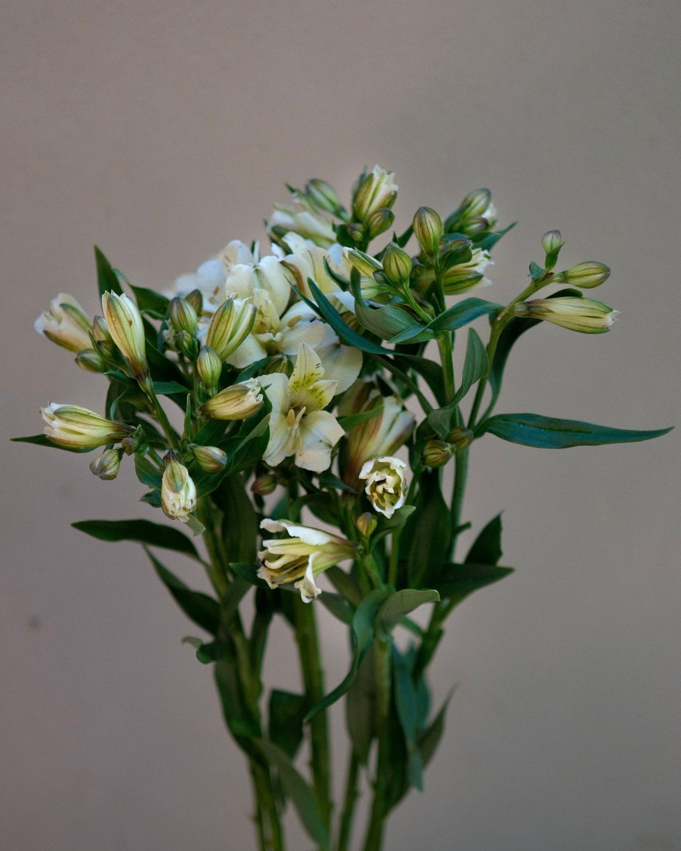 ALSTROEMERIA aurantiaca