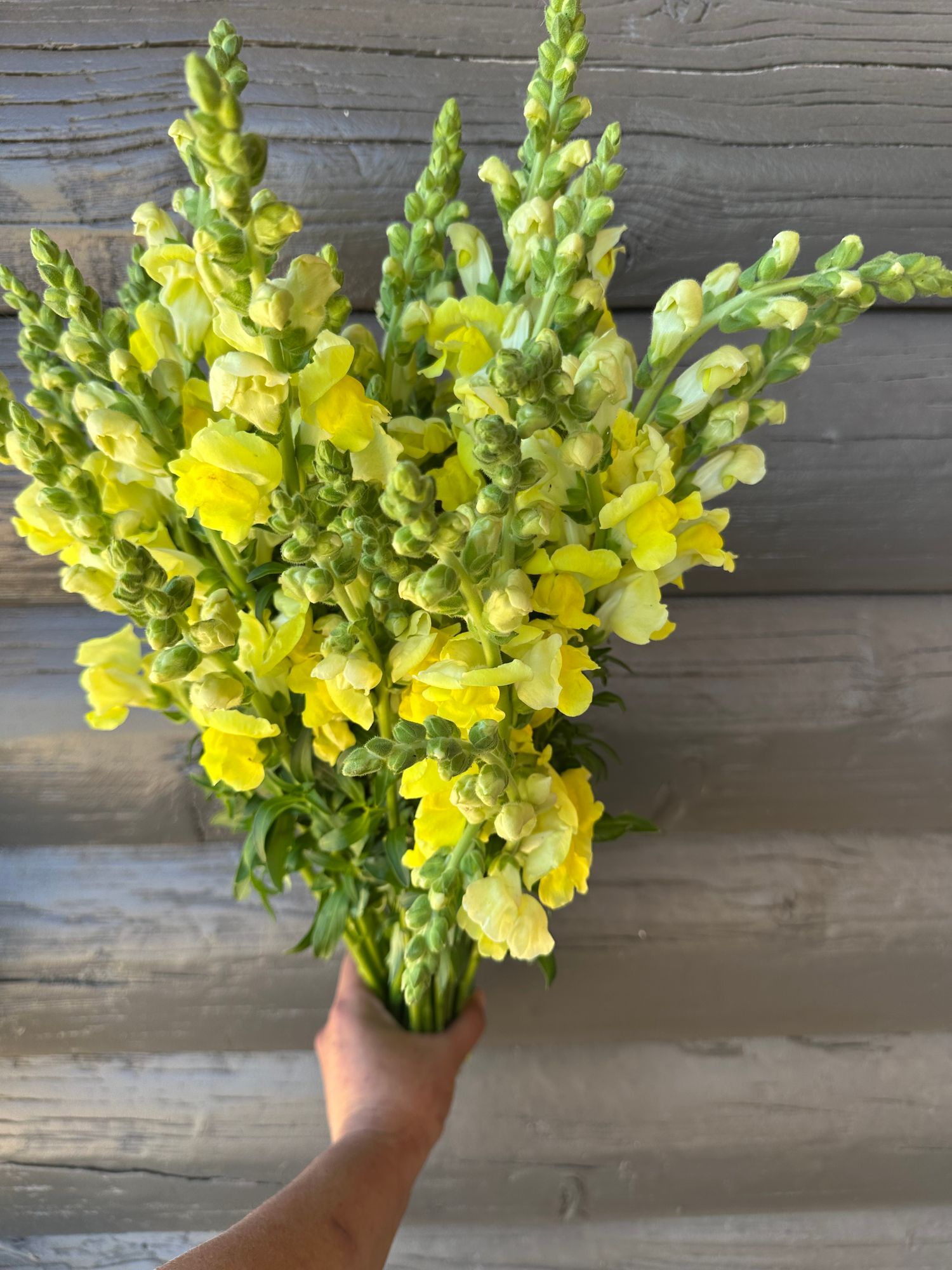 ANTIRRHINUM majus Rocket