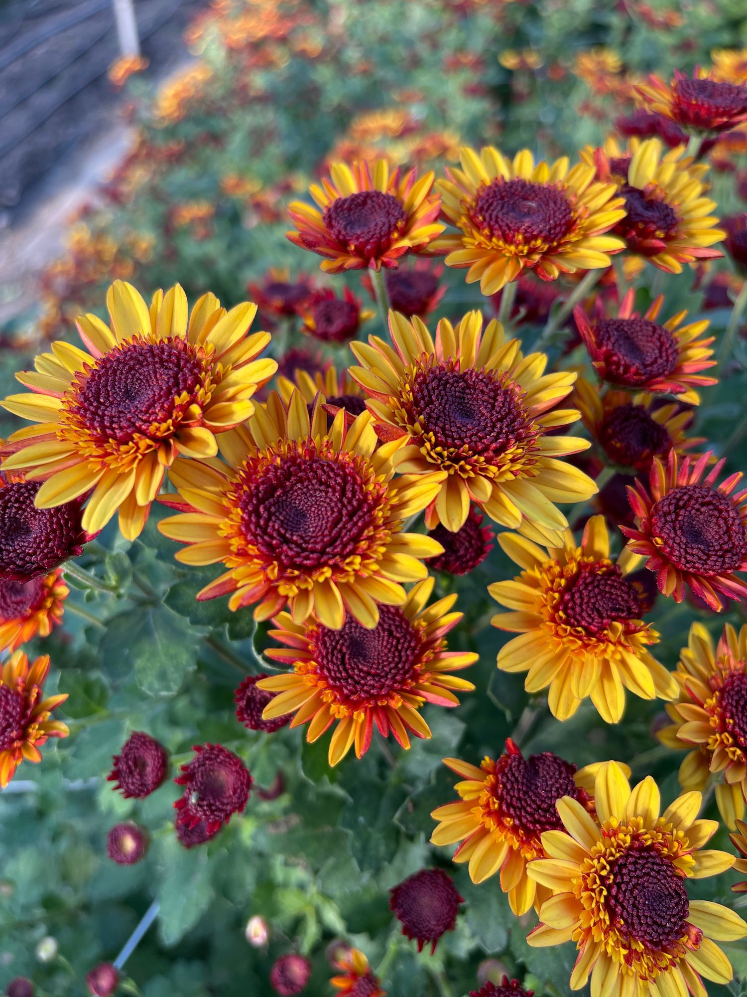 CHRYSANTHEMUM Key Largo Golden