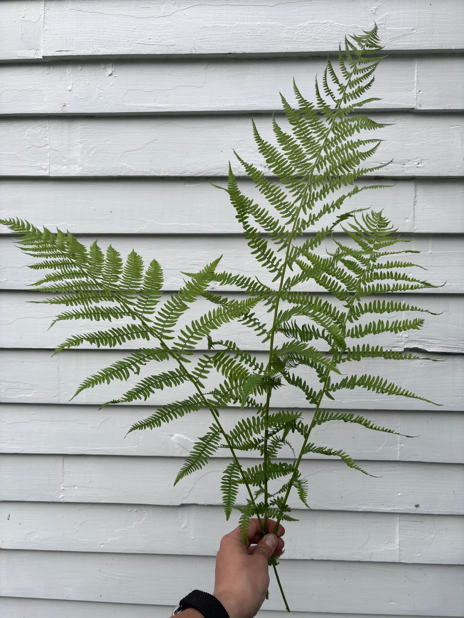 ATHYRIUM filix-femina