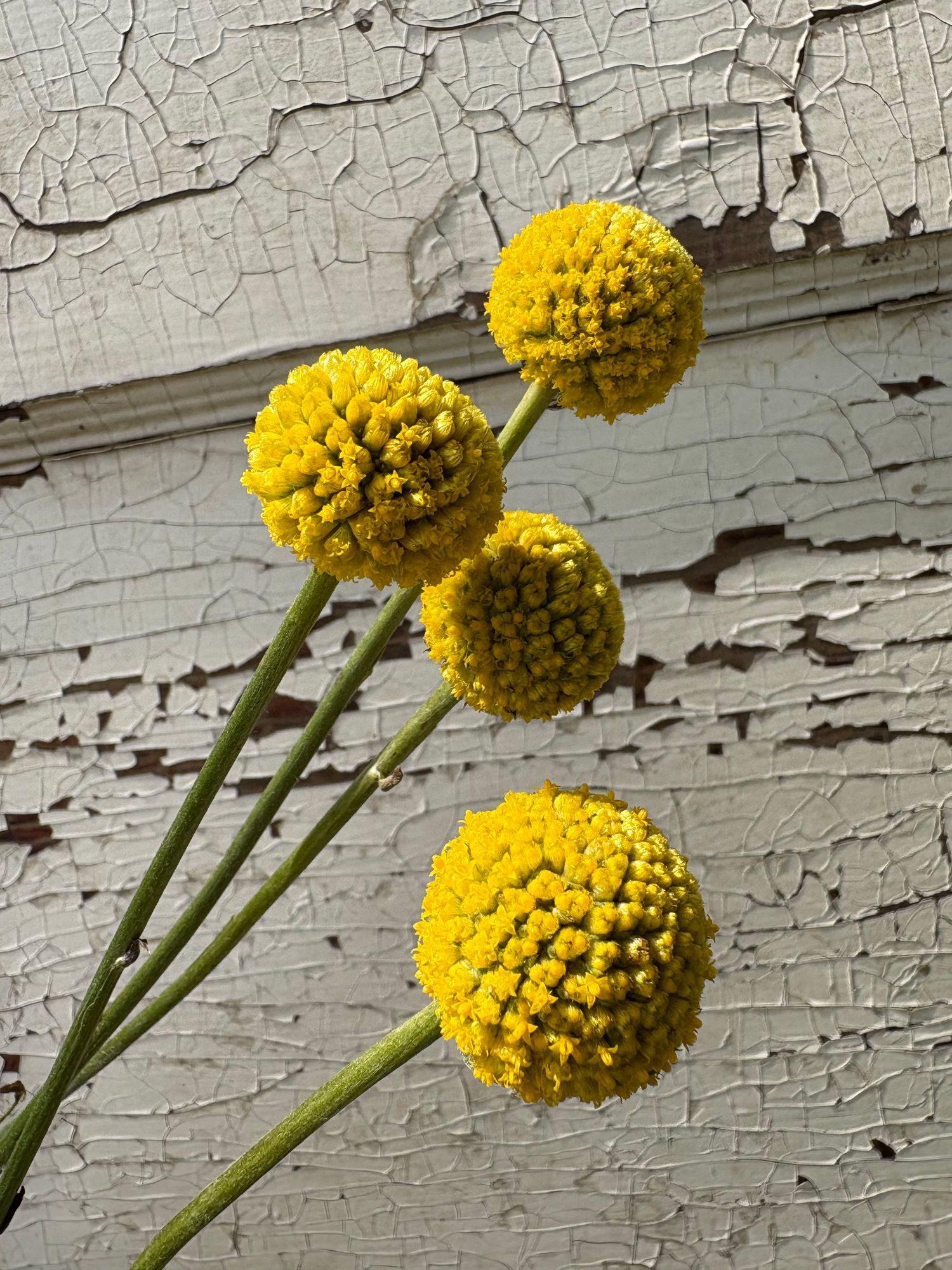 CRASPEDIA globosa Sun Ball