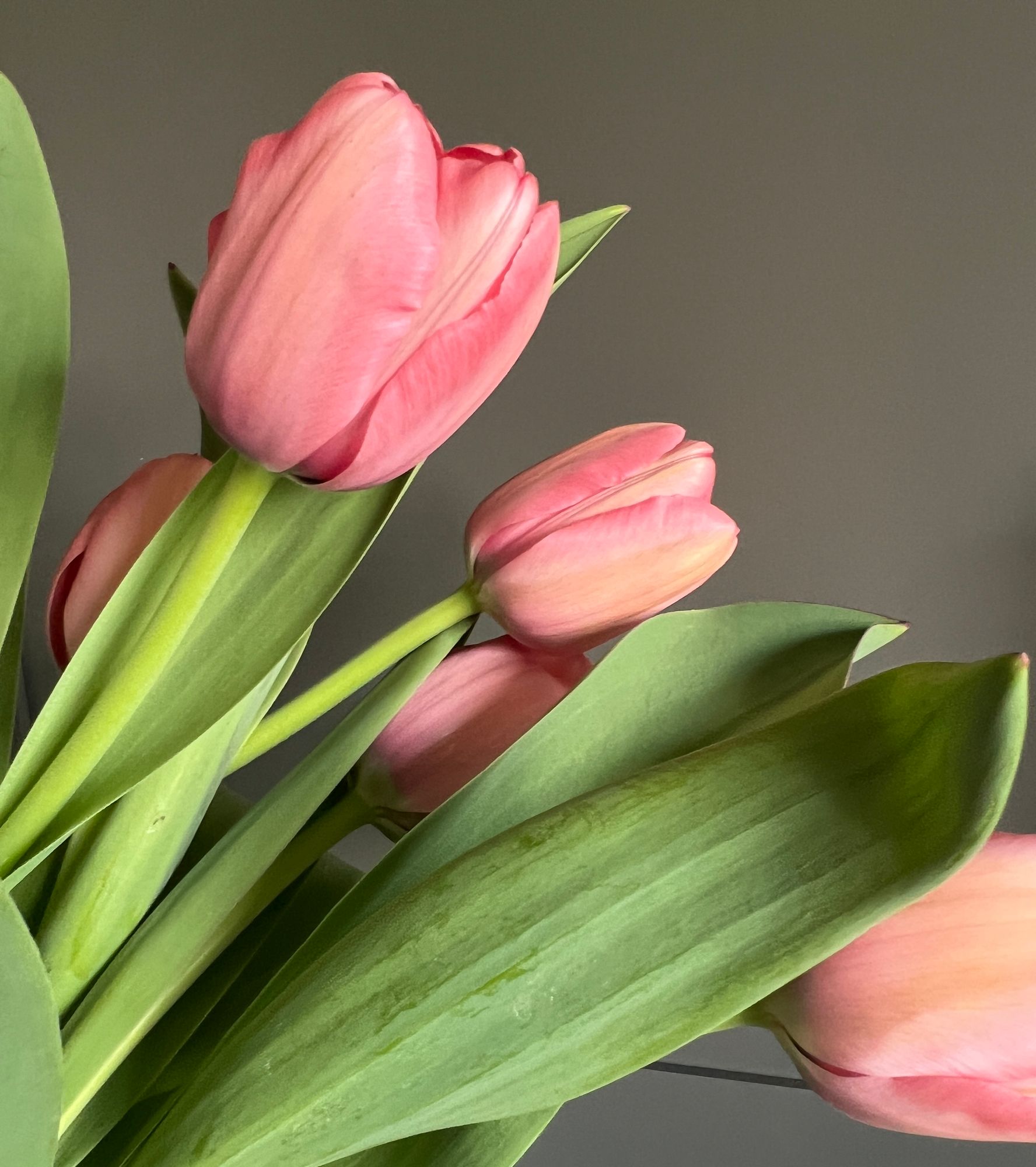TULIPA Pink Impression