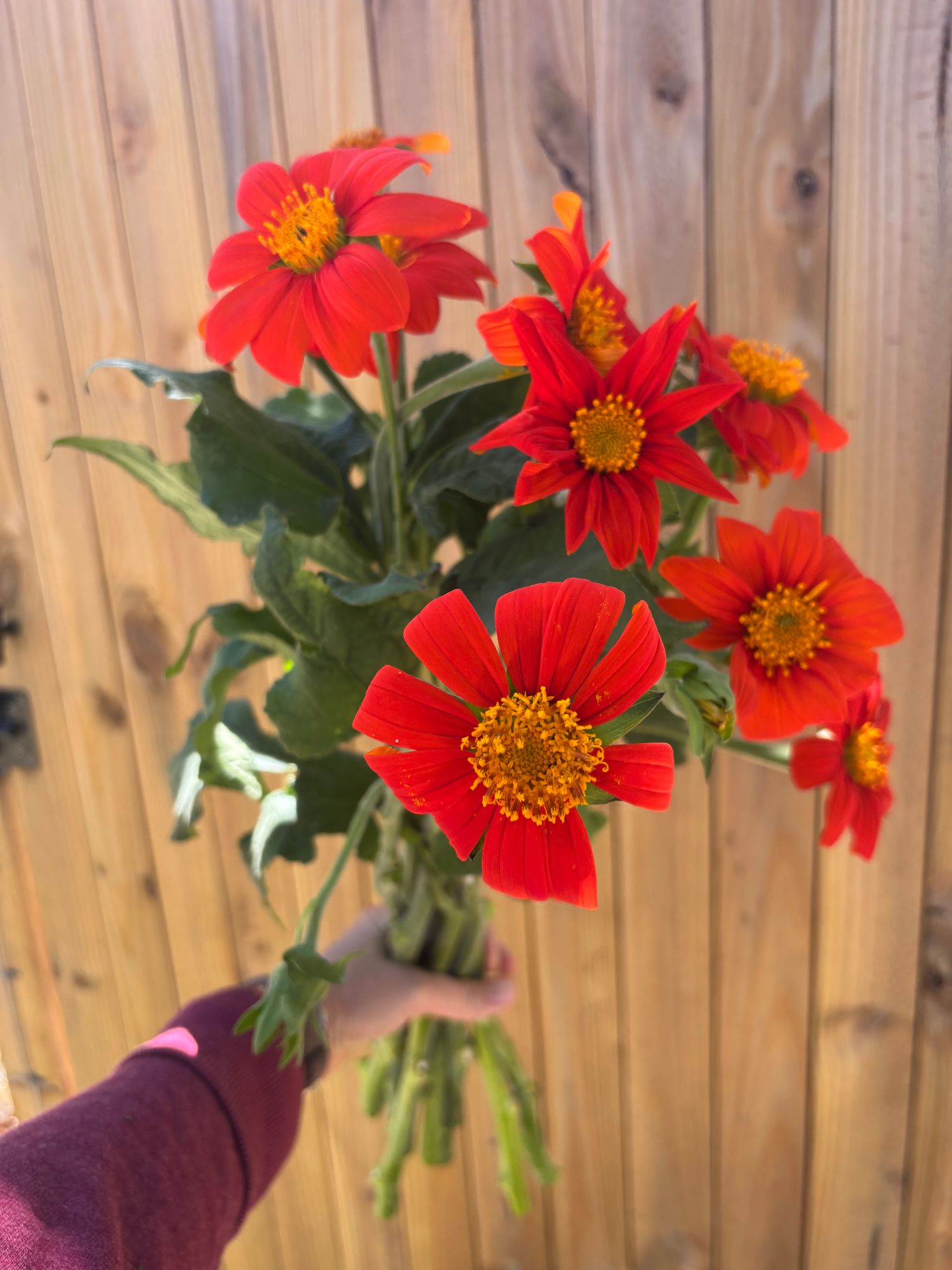 TITHONIA rotundifolia