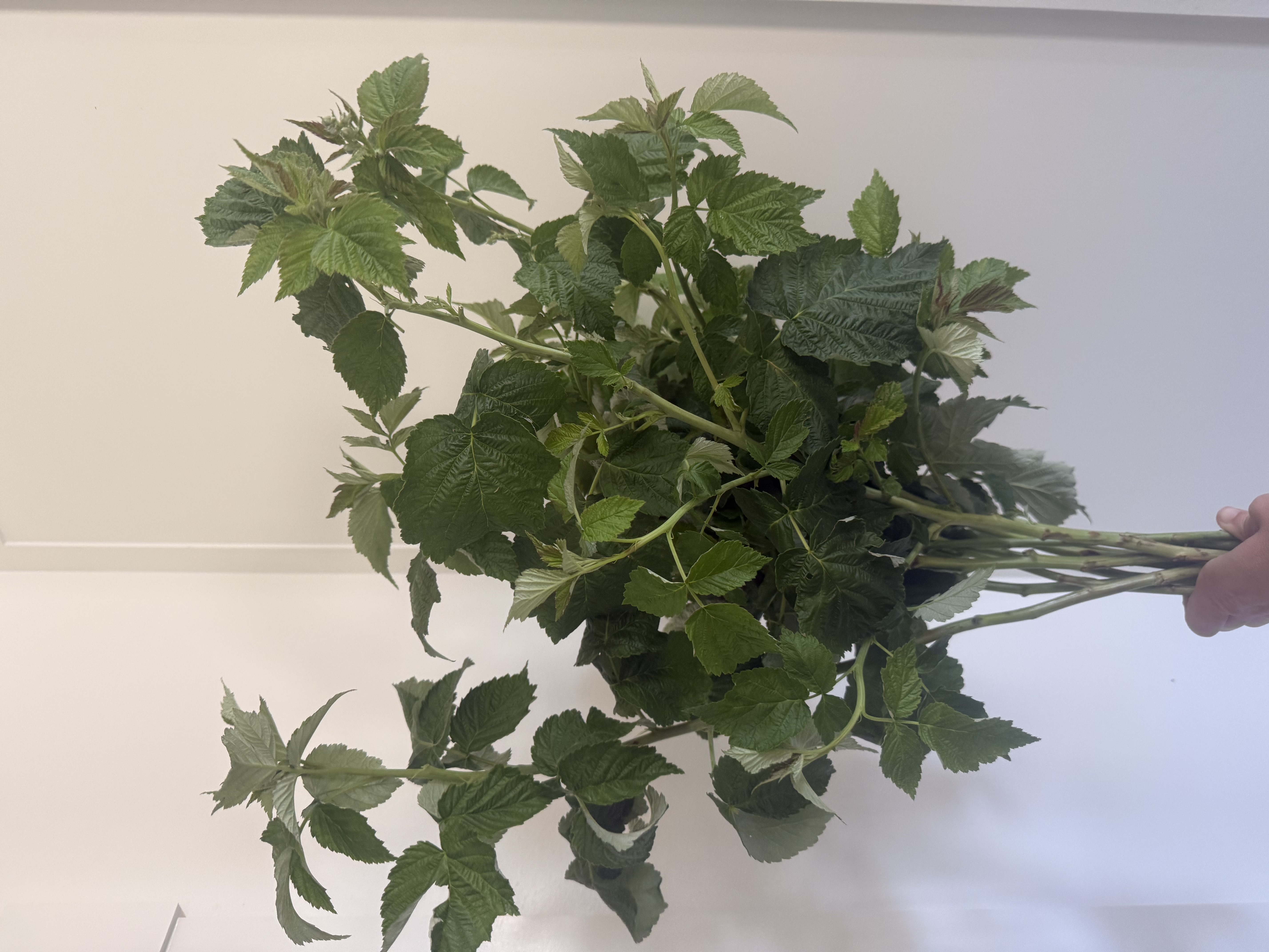 RUBUS idaeus Joan J