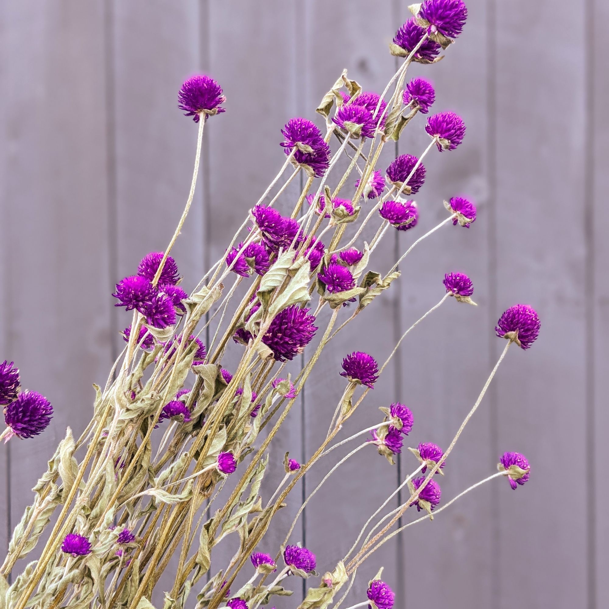 GOMPHRENA globosa