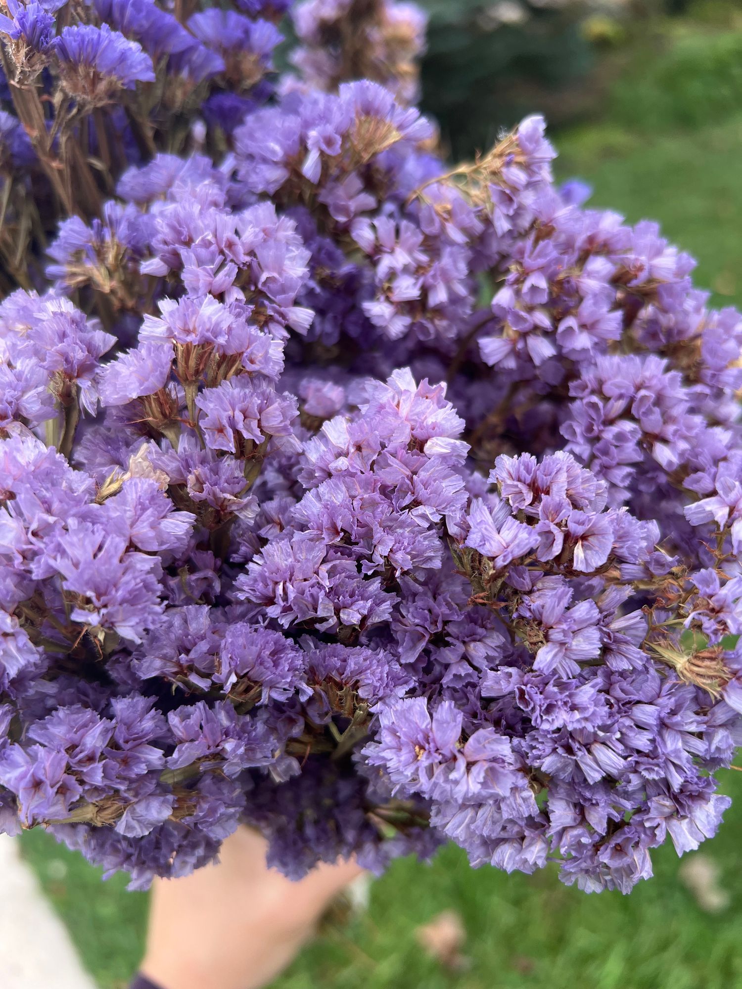 LIMONIUM sinuatum