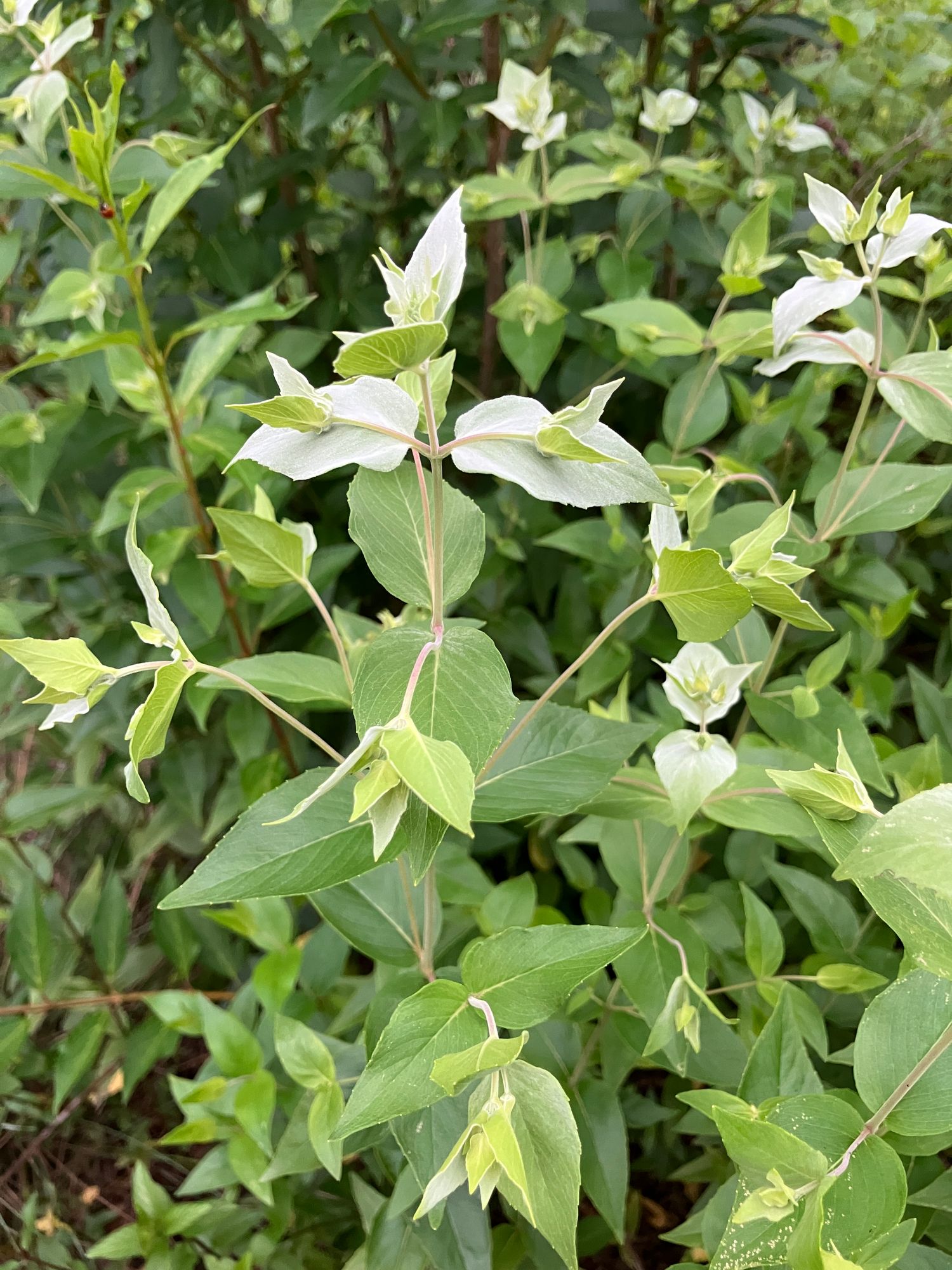 PYCNANTHEMUM muticum