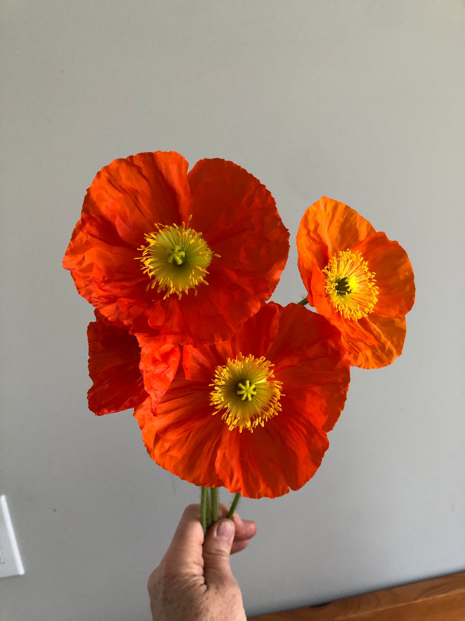 PAPAVER nudicaule Champagne Bubbles