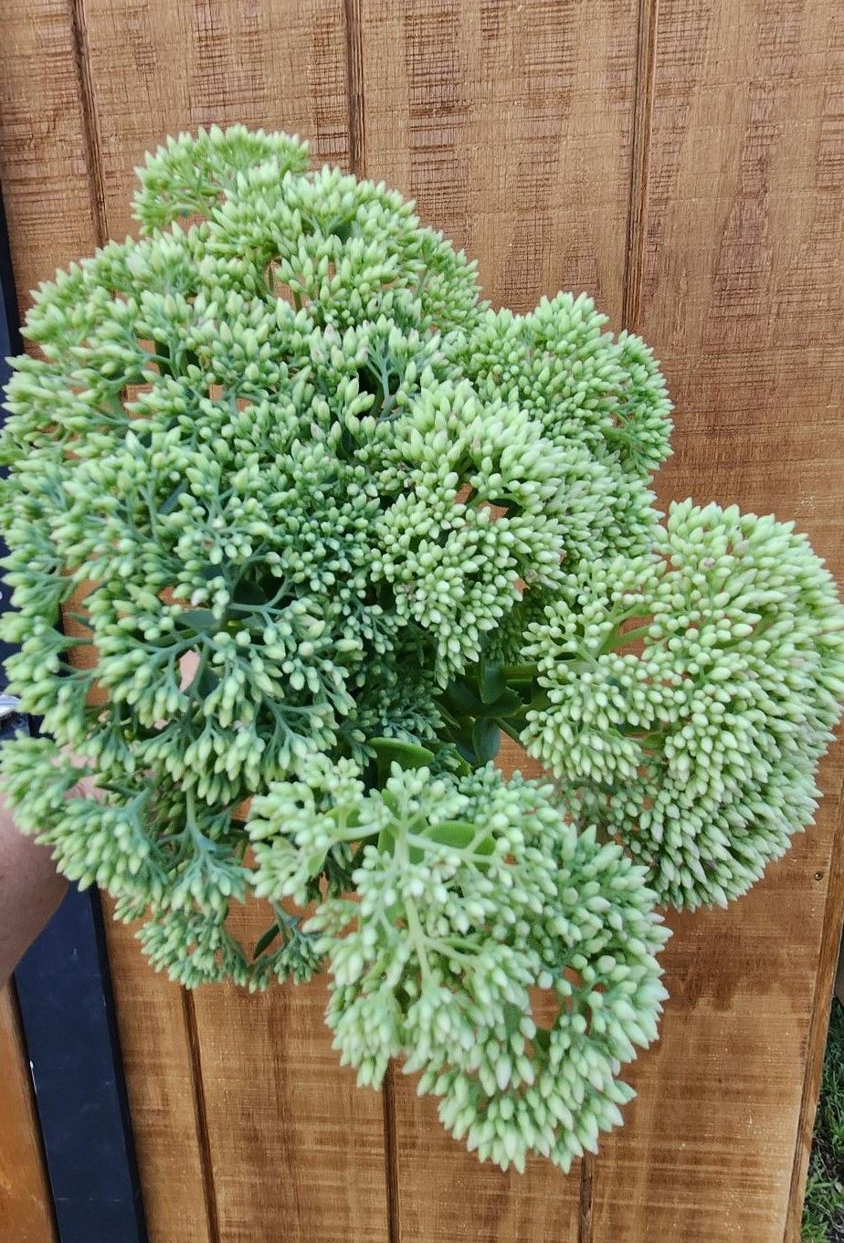 HYLOTELEPHIUM spectabile Autumn Fire