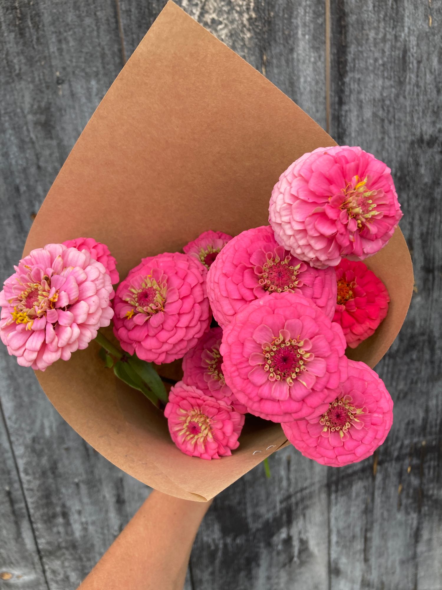 ZINNIA elegans Oklahoma Series