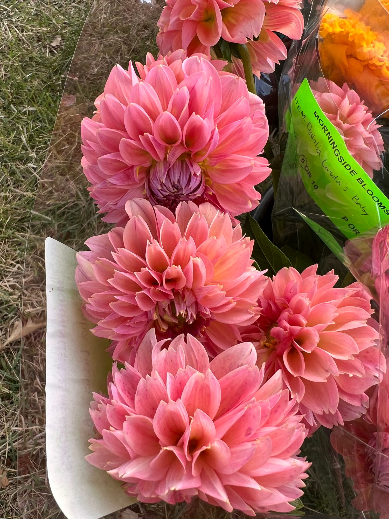 DAHLIA Lindas Baby