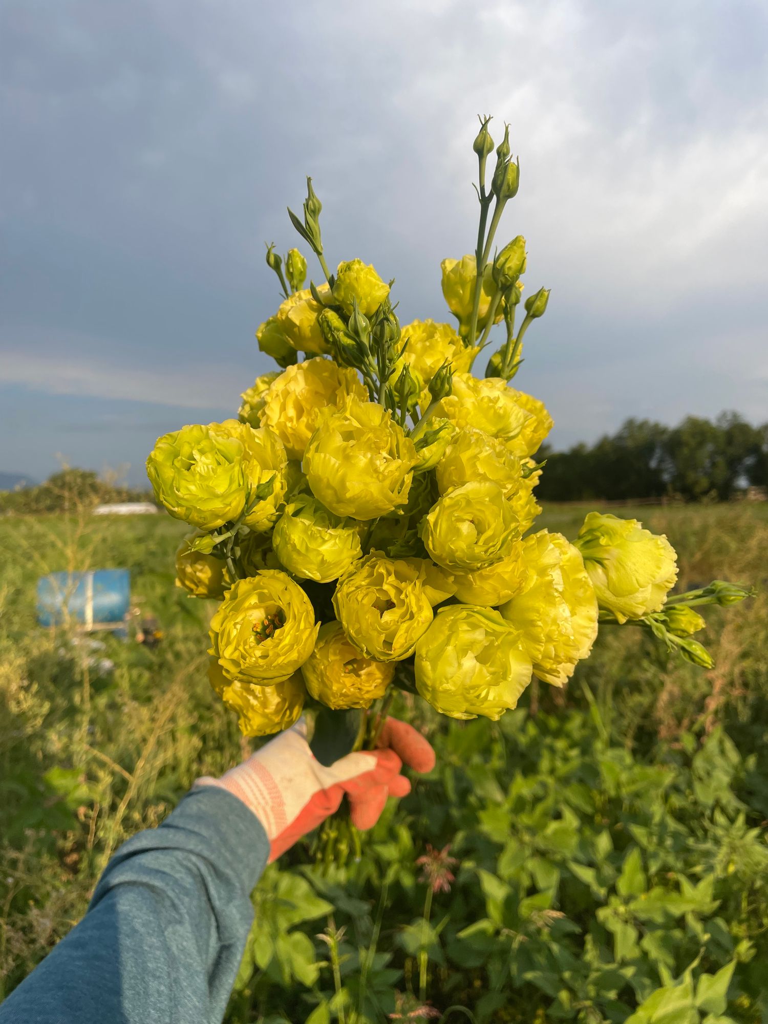 EUSTOMA grandiflorum Rosanne