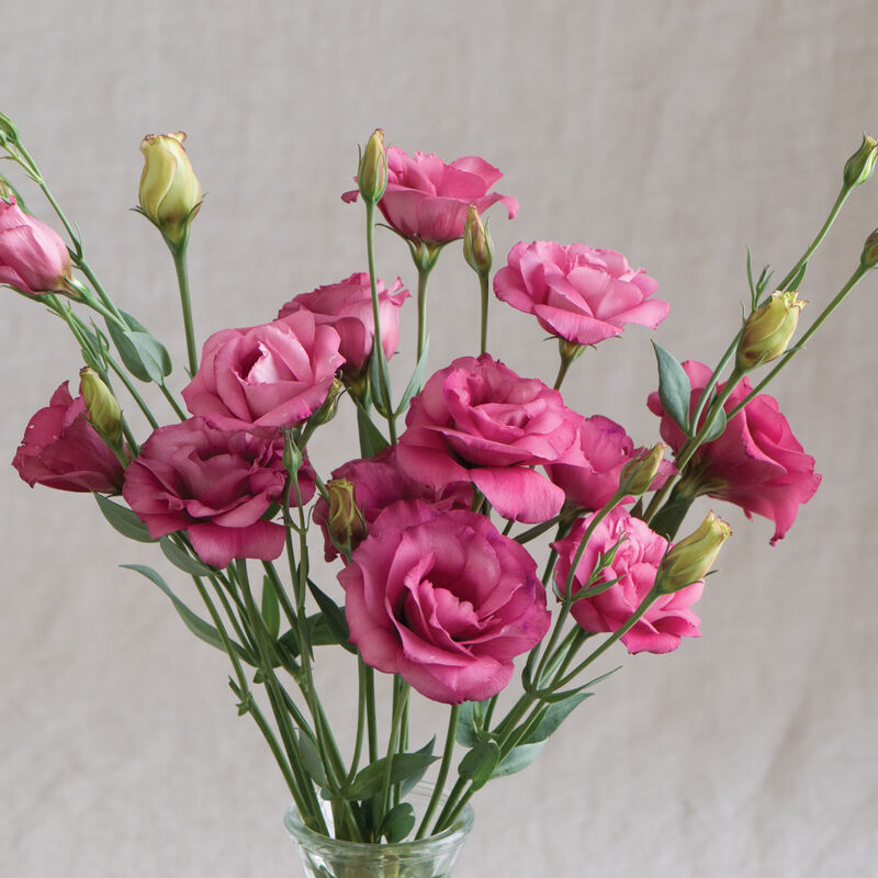 EUSTOMA grandiflorum Arena
