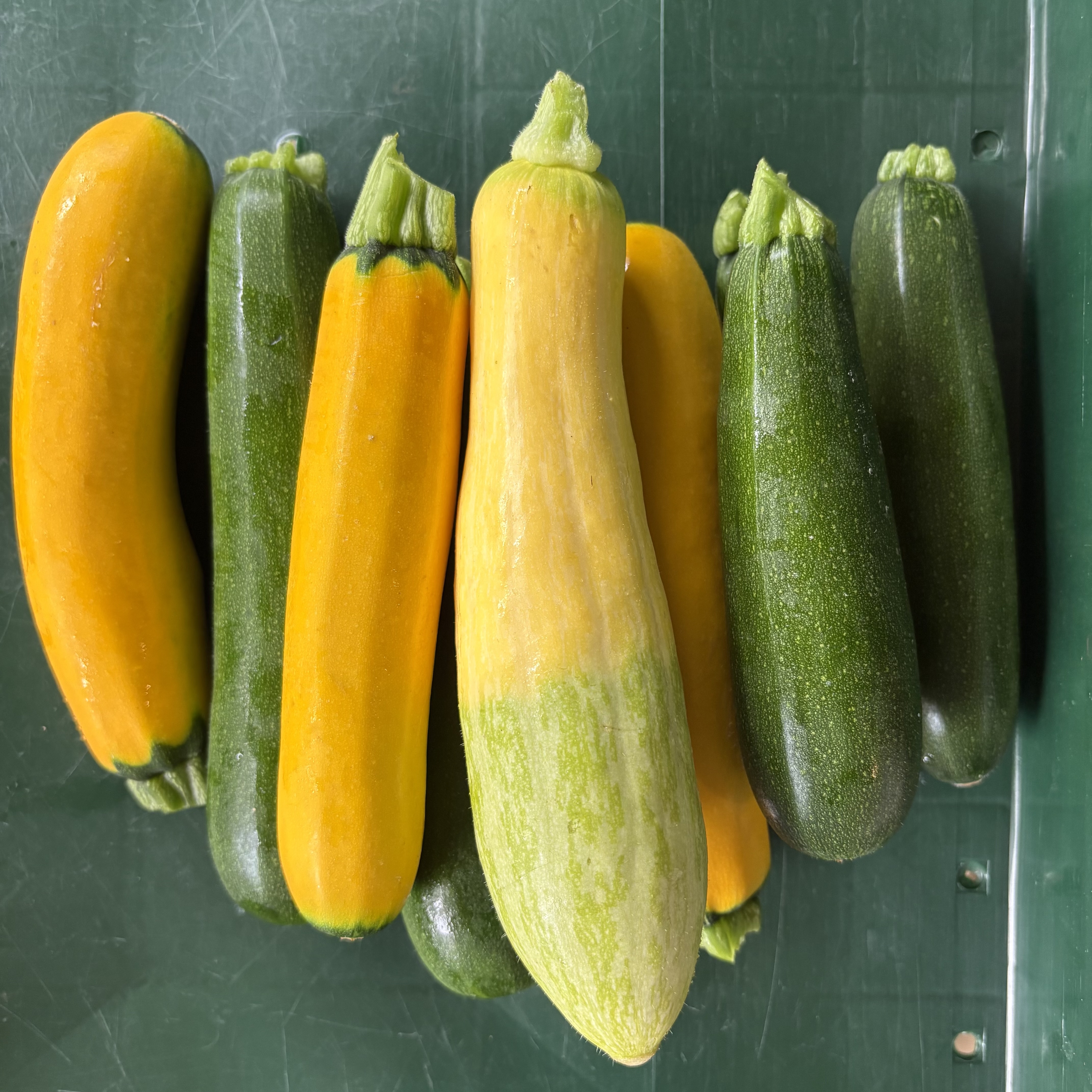 Squash, Summer, Medium Mix