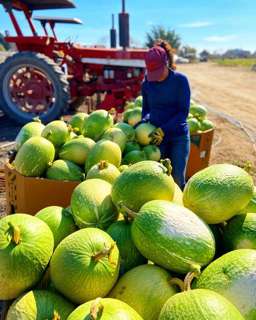 Winter Squash (OG) - Chilacoyote (Heirloom)