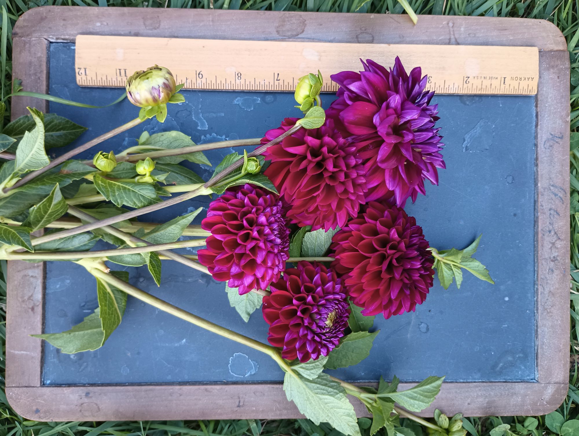 DAHLIA Ball