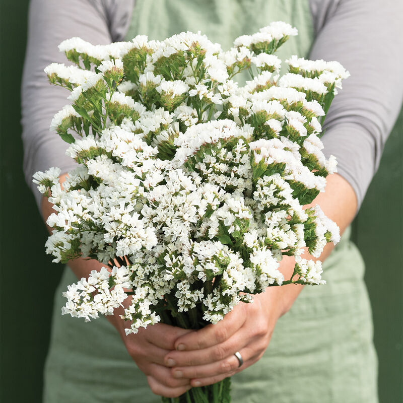 LIMONIUM sinuatum Forever Silver