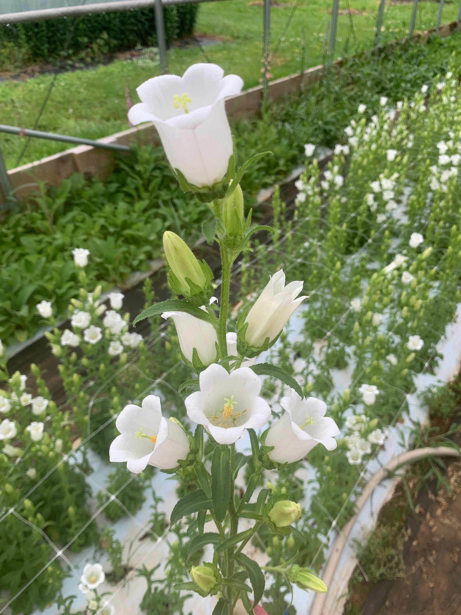 CAMPANULA carpatica Champion Pro