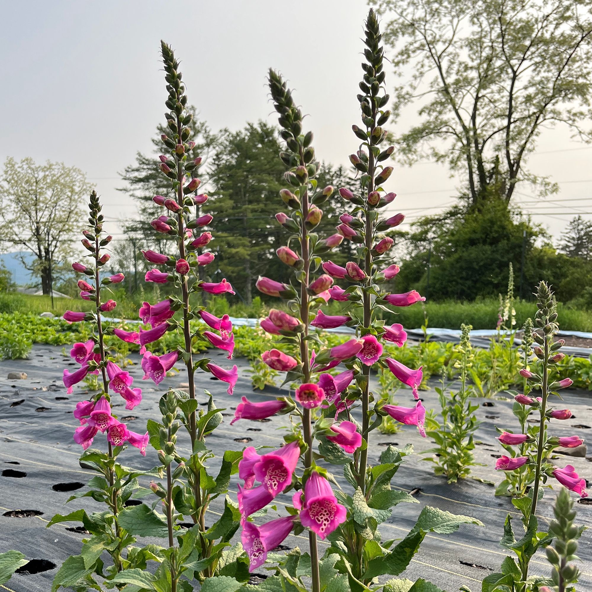 DIGITALIS purpurea Camelot Rose