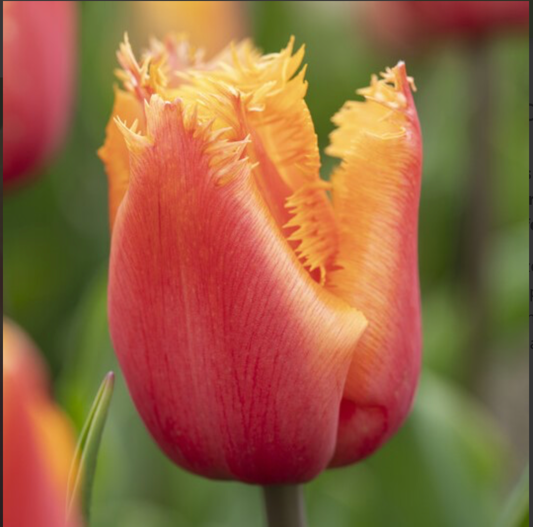 TULIPA Lambada