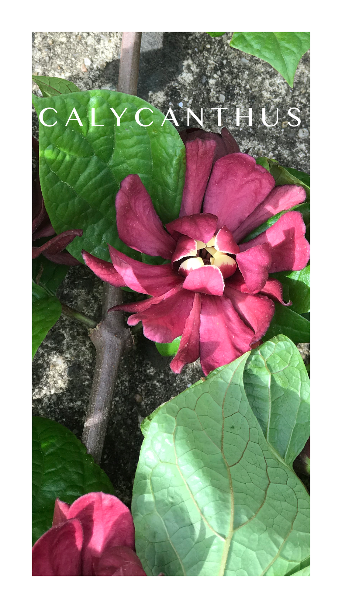 CALYCANTHUS floridus