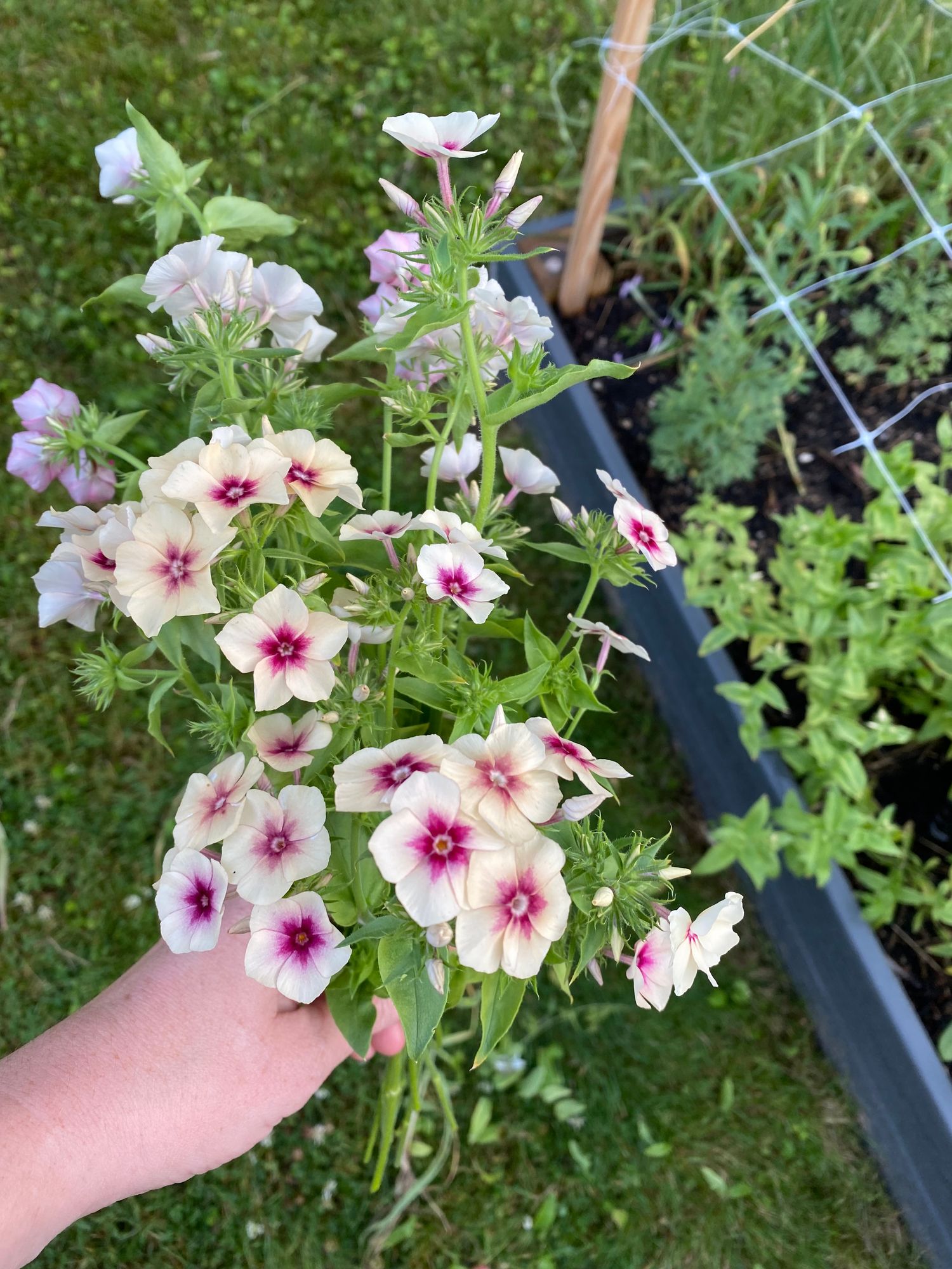 PHLOX drummondii Cherry Caramel
