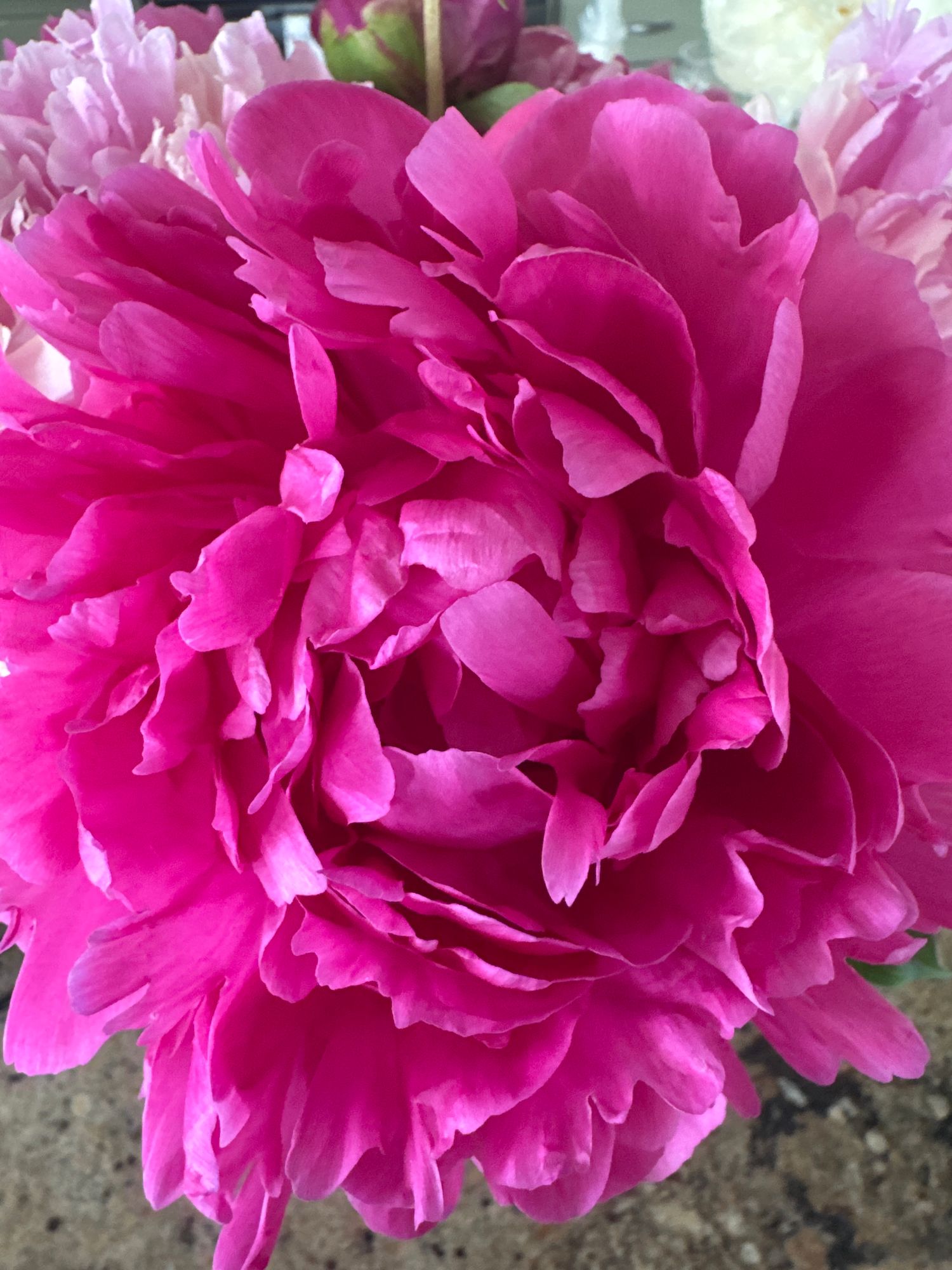PAEONIA