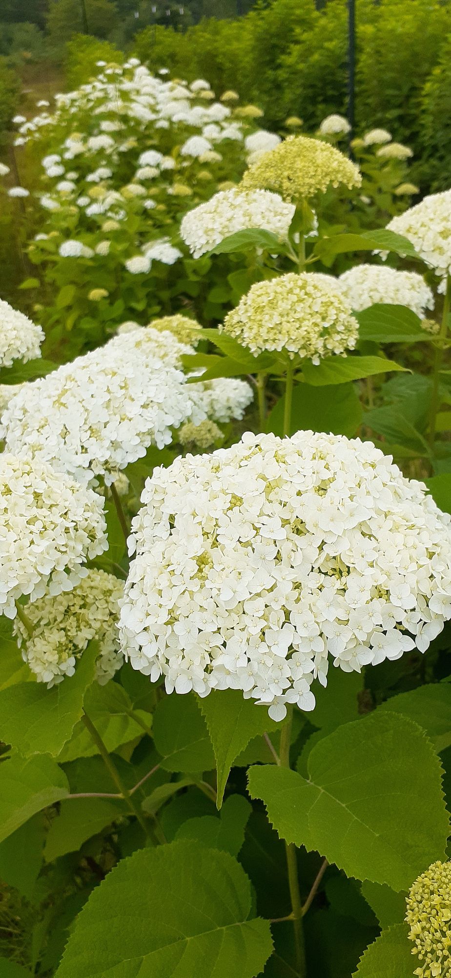 HYDRANGEA arborescens Incrediball