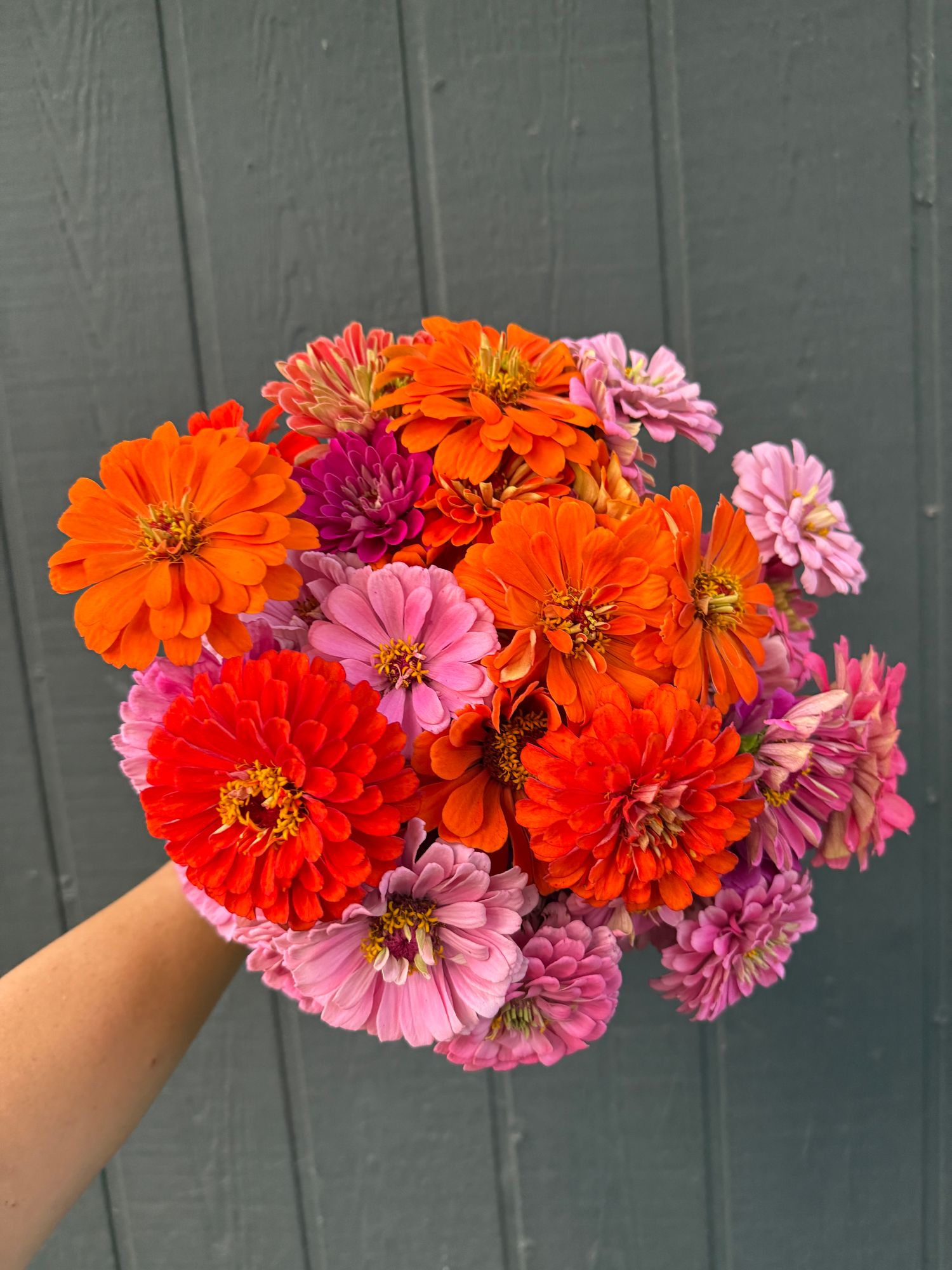 ZINNIA elegans Benarys Giant