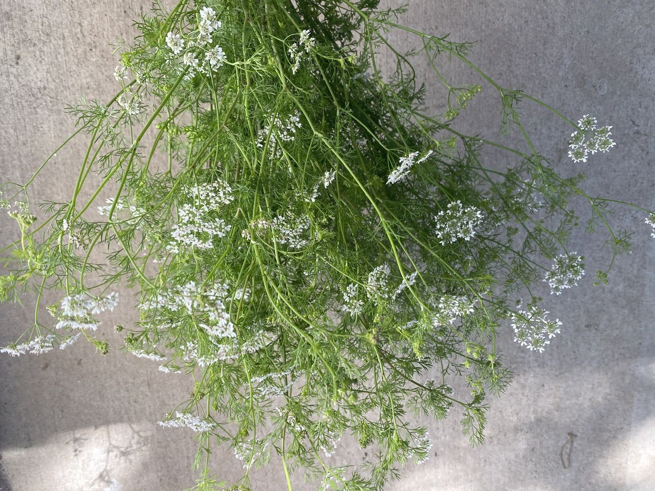 CORIANDRUM sativum