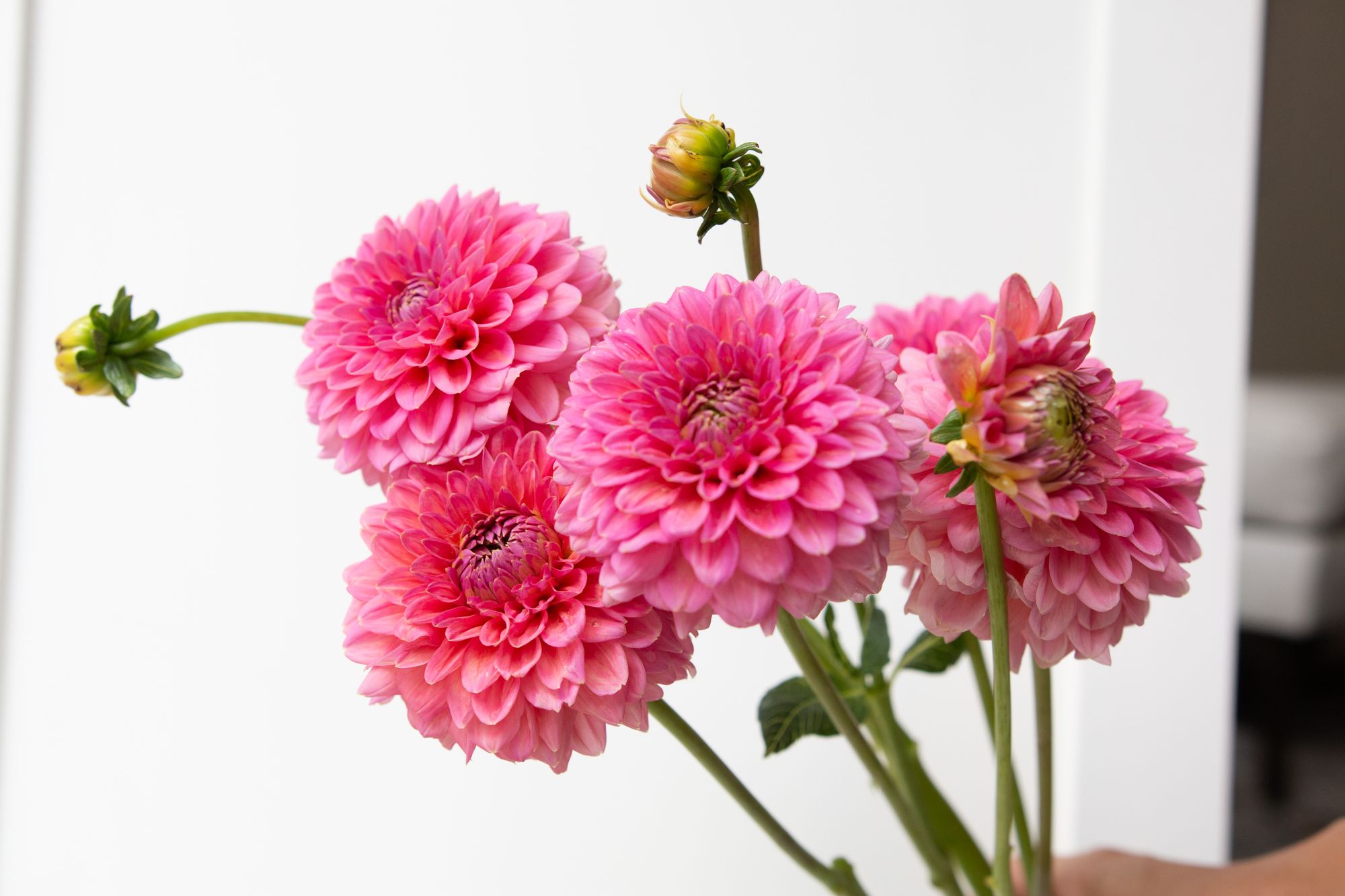 Dahlia small pink bunch