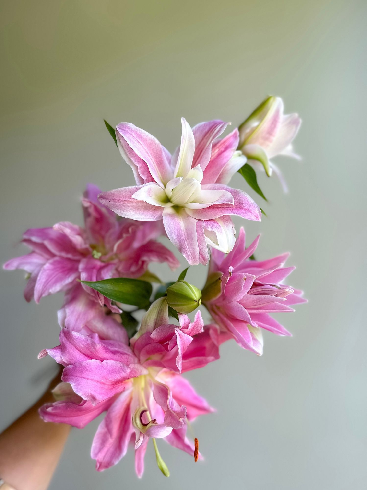 LILIUM x orientalis