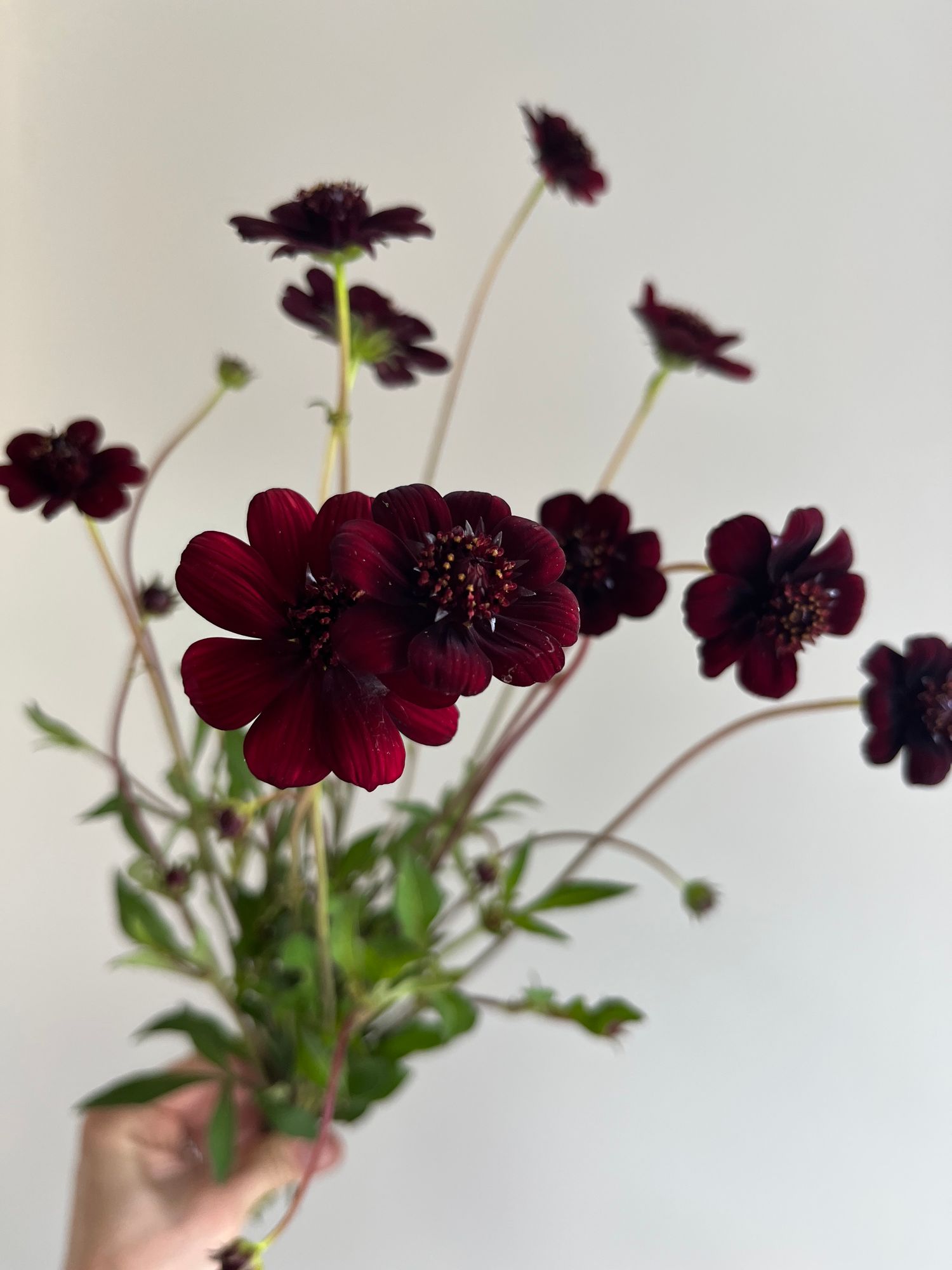 COSMOS atrosanguineus New Choco