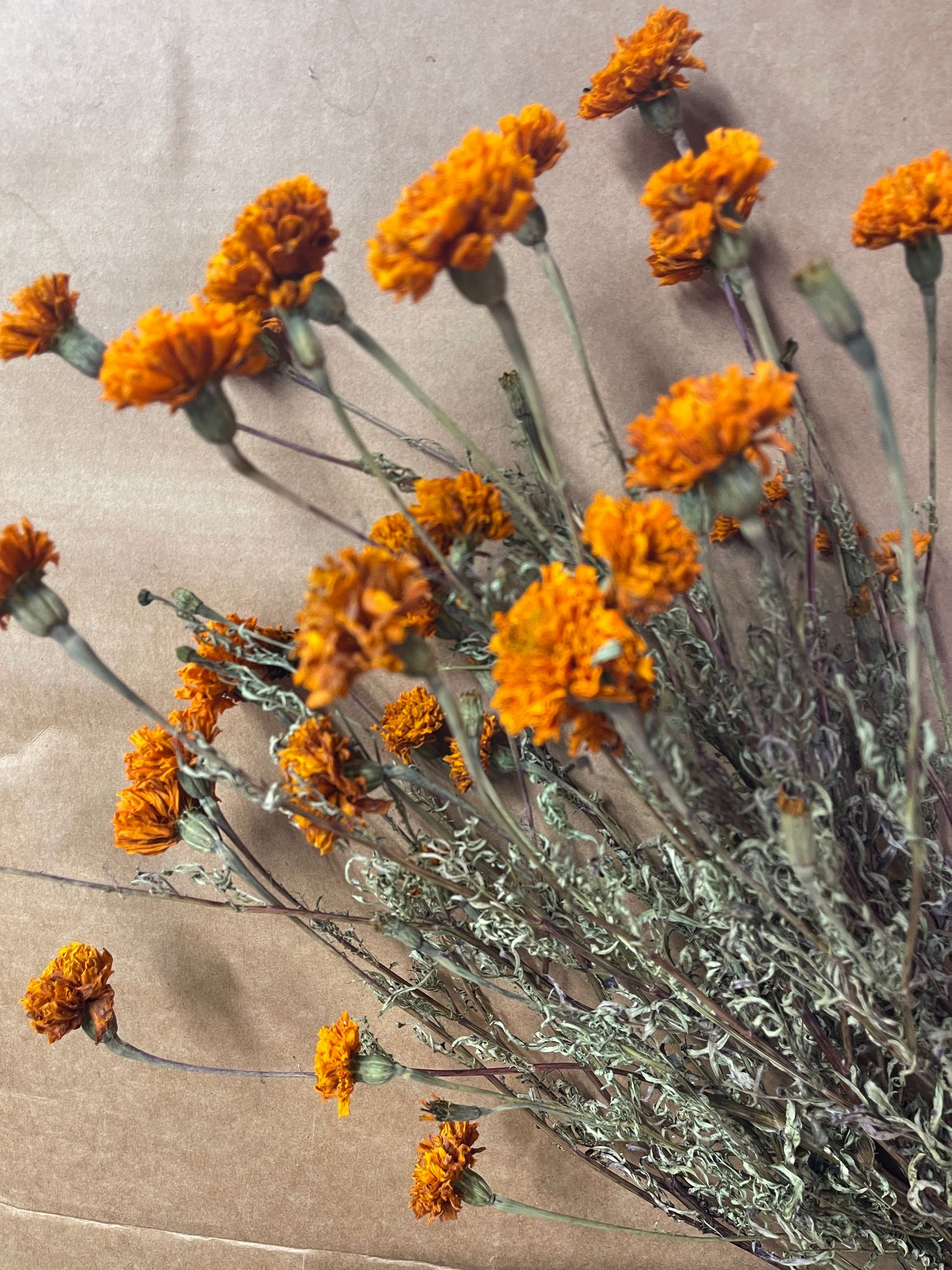 TAGETES erecta