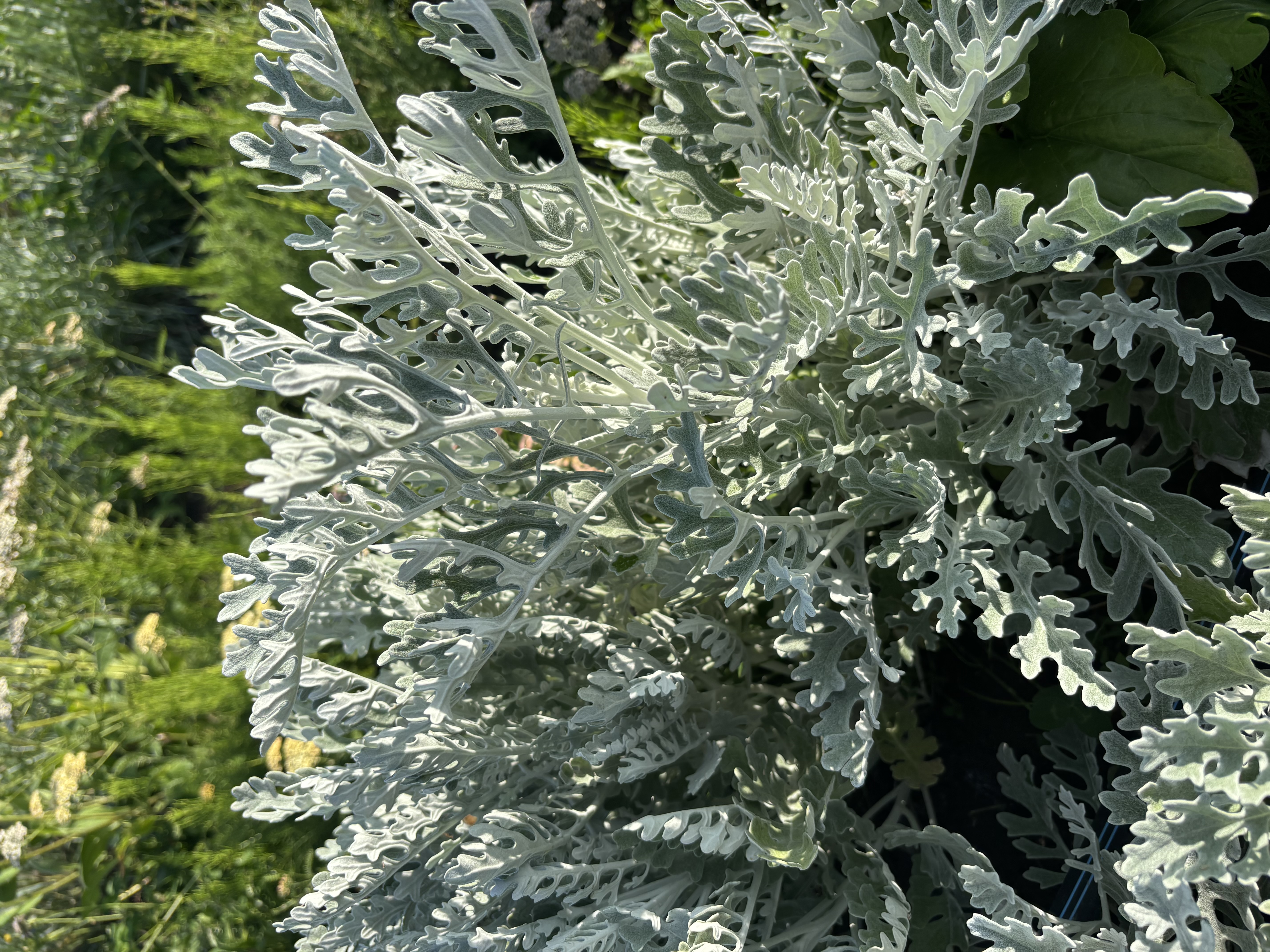 SENECIO cineraria
