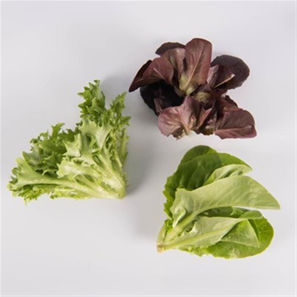 Lettuce, Ultra Baby- Red