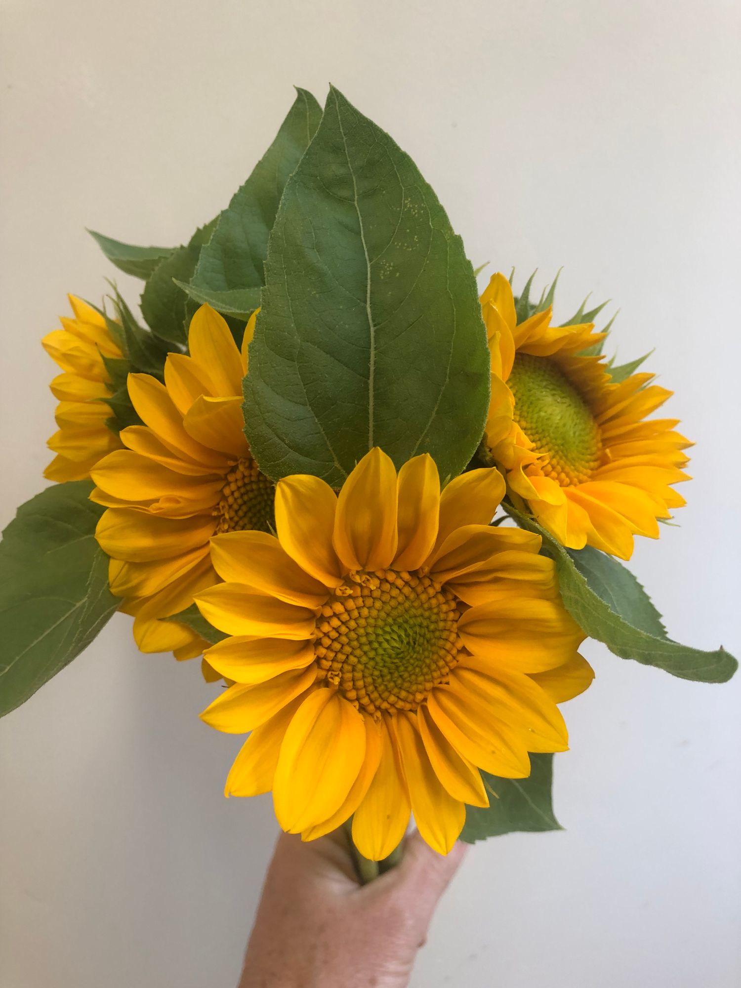 HELIANTHUS annuus ProCut Gold Lite