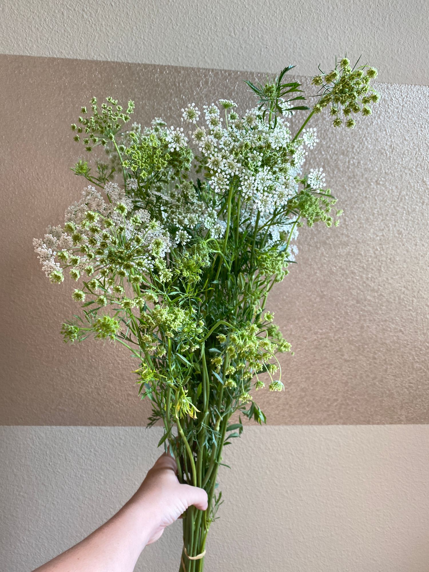 AMMI majus White Dill